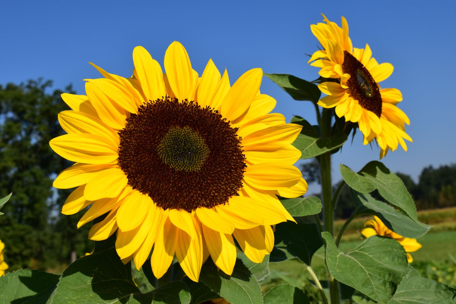 Nikon D3300 sample photo. Sunflower, sunflower field, yellow photography