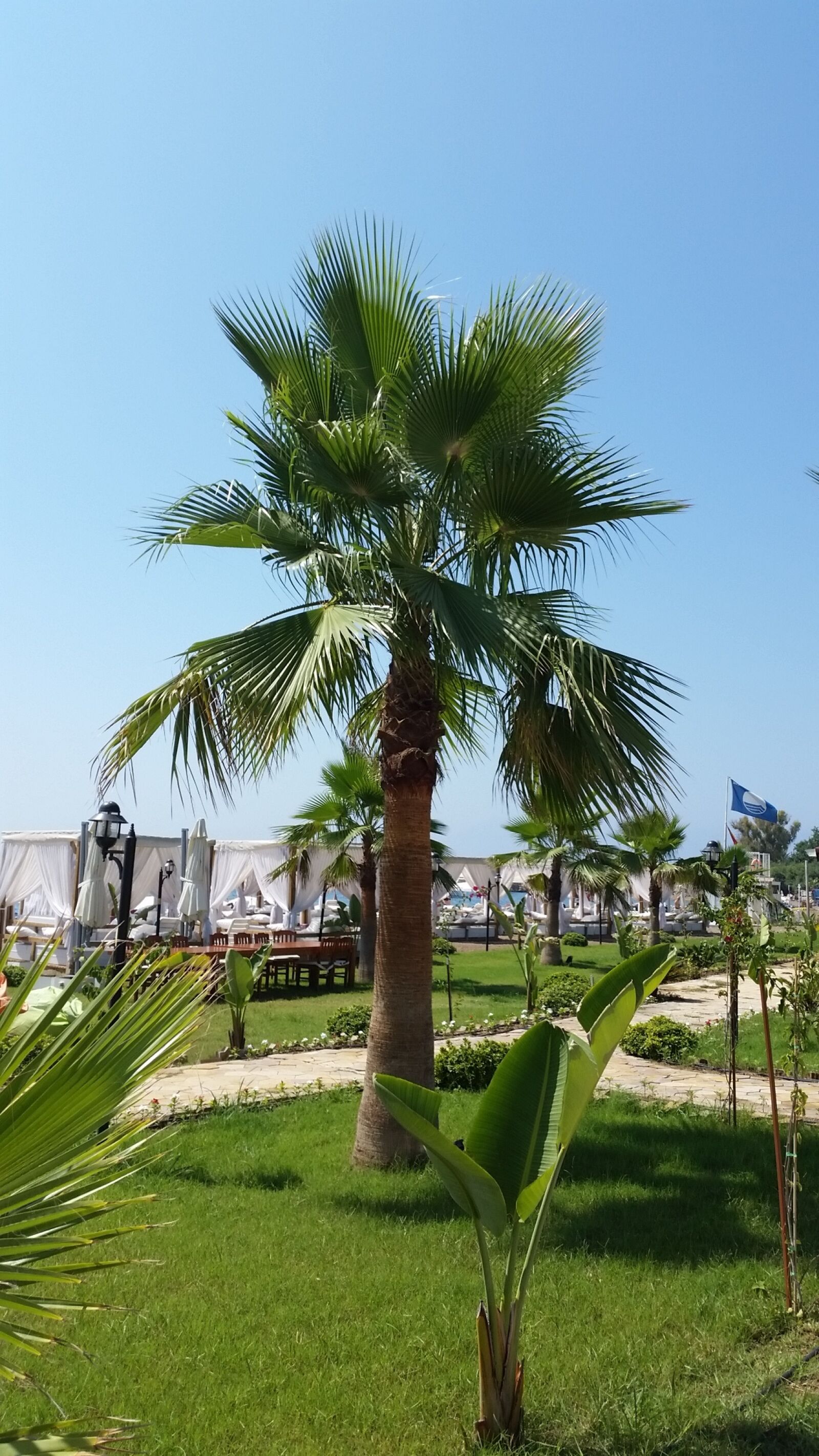 Samsung Galaxy S5 sample photo. Palm photography