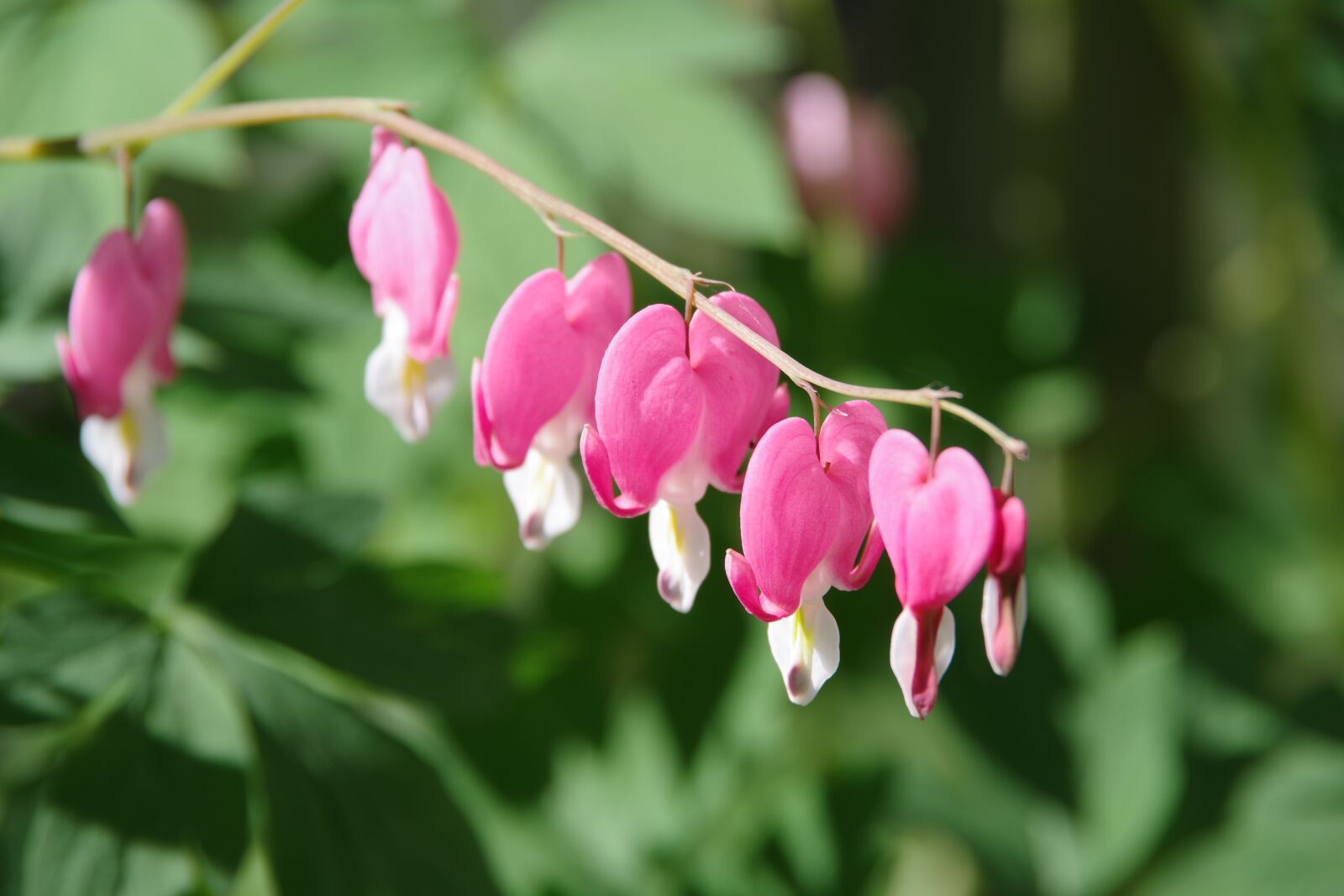 Pentax K-70 sample photo. Bleeding hearts, flowers, spring photography