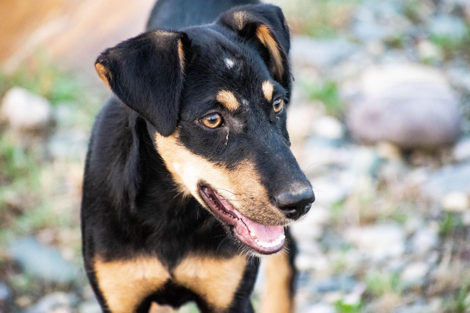 Nikon D3300 sample photo. Dog, black, pet photography