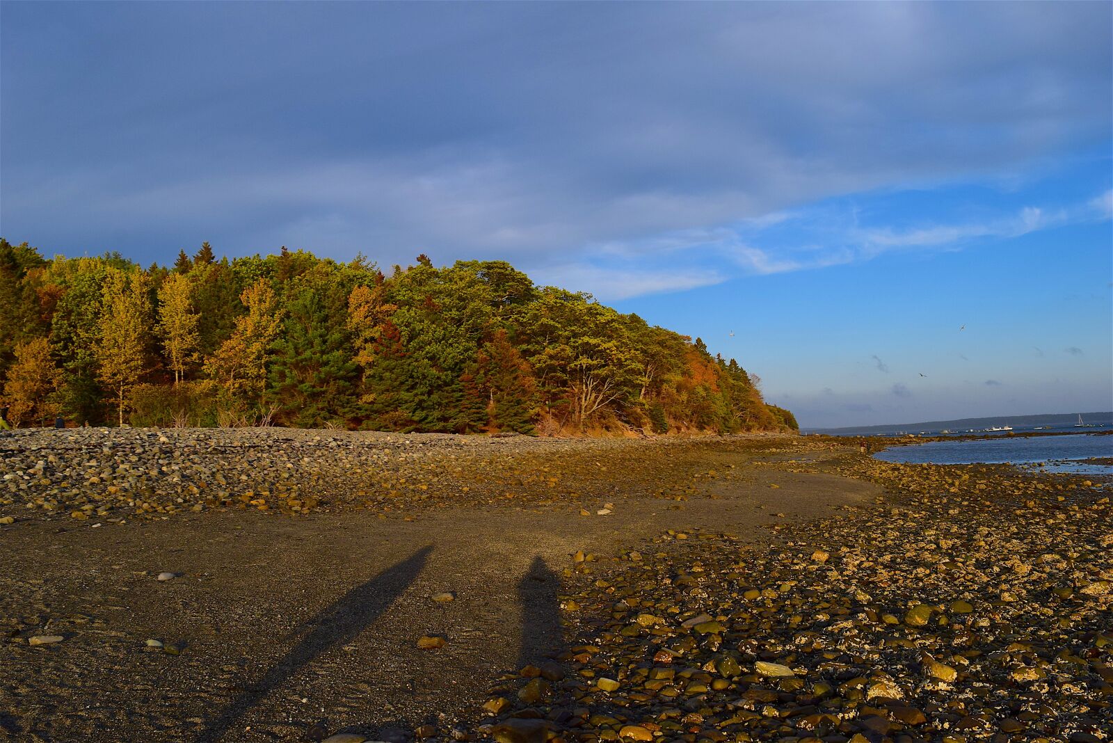Nikon D3300 sample photo. Sunset, shore, trees photography