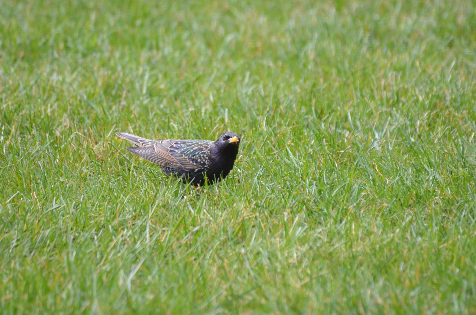 Nikon D5100 sample photo. Star, bird, spring photography