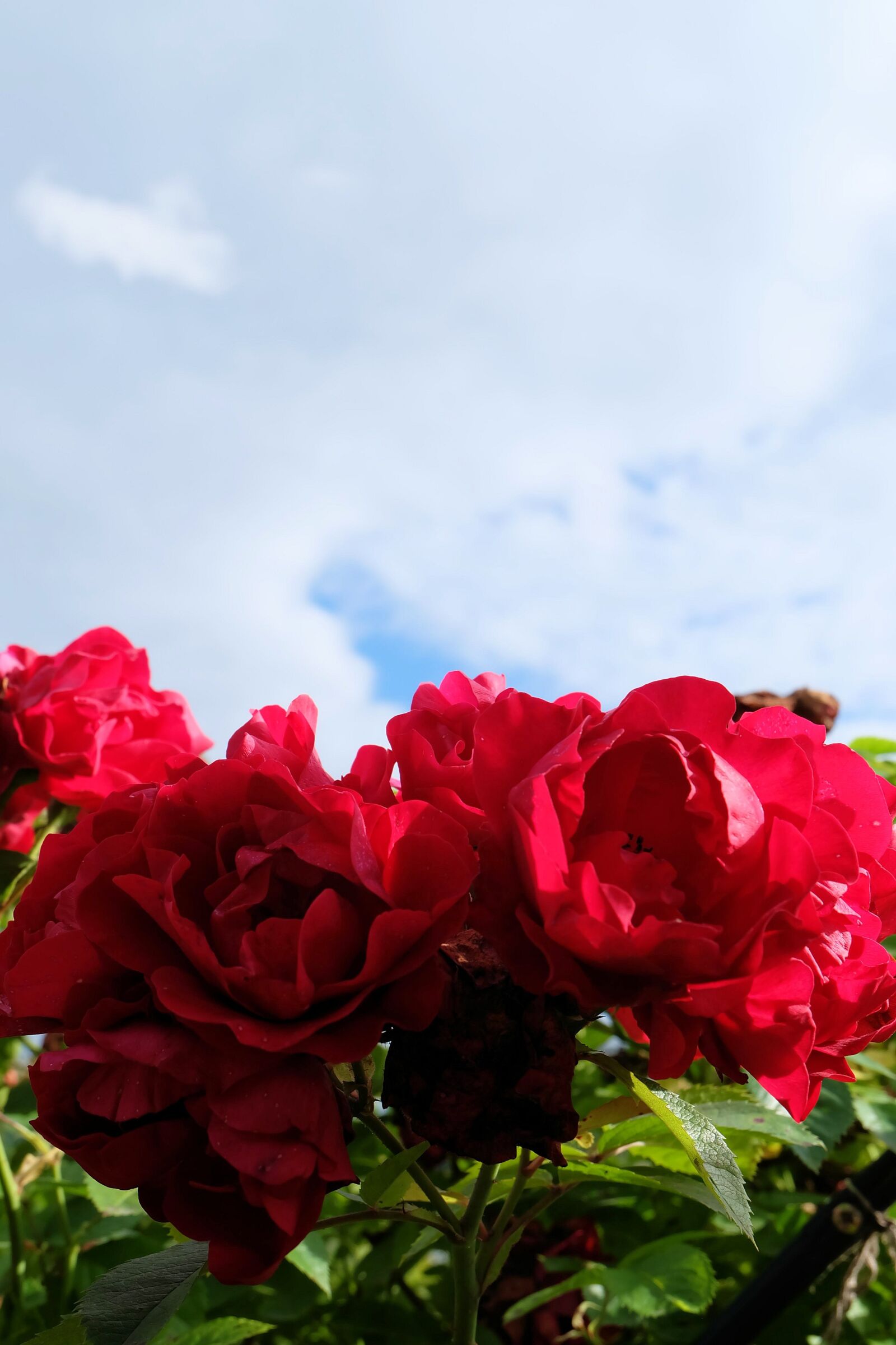 Fujifilm X-A2 + Fujifilm XC 16-50mm F3.5-5.6 OIS II sample photo. Sky, roses, flowers photography