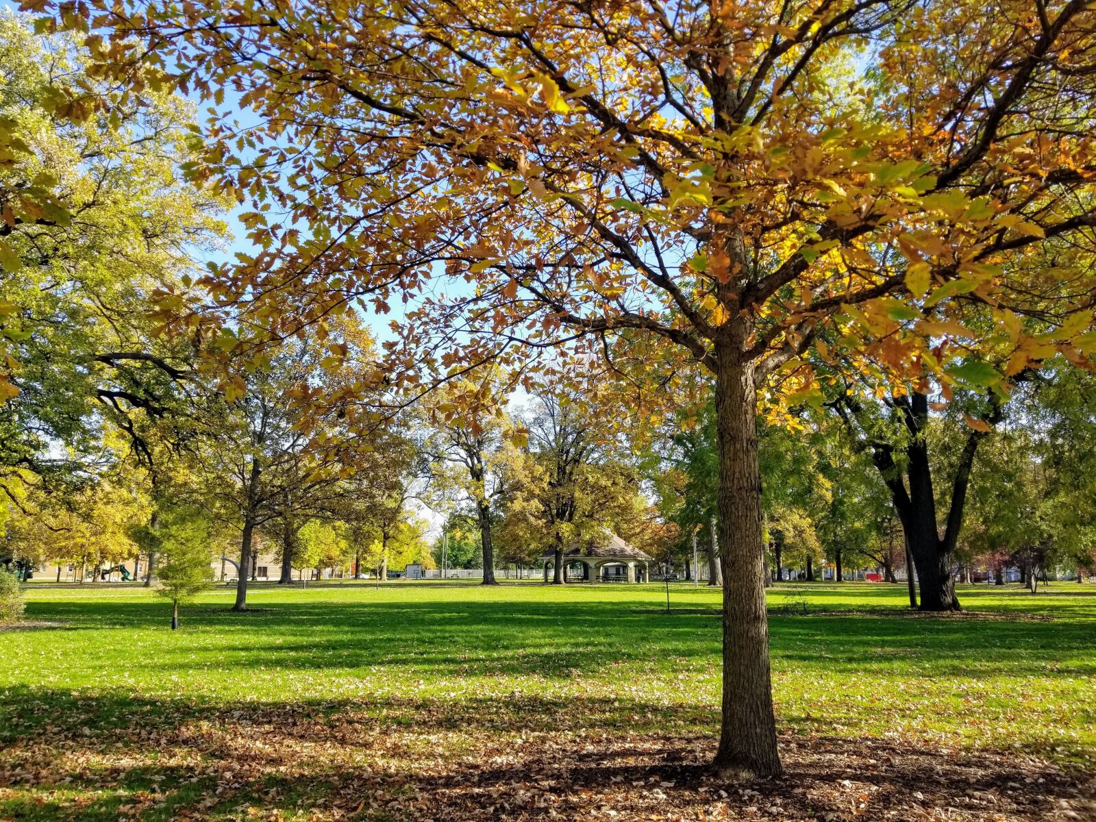 Samsung Galaxy S8 sample photo. Fall, park, autumn photography