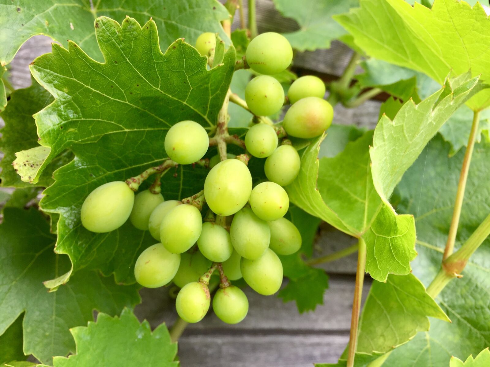 iPhone 6 Plus back camera 4.15mm f/2.2 sample photo. Grapes, immature, fruit photography