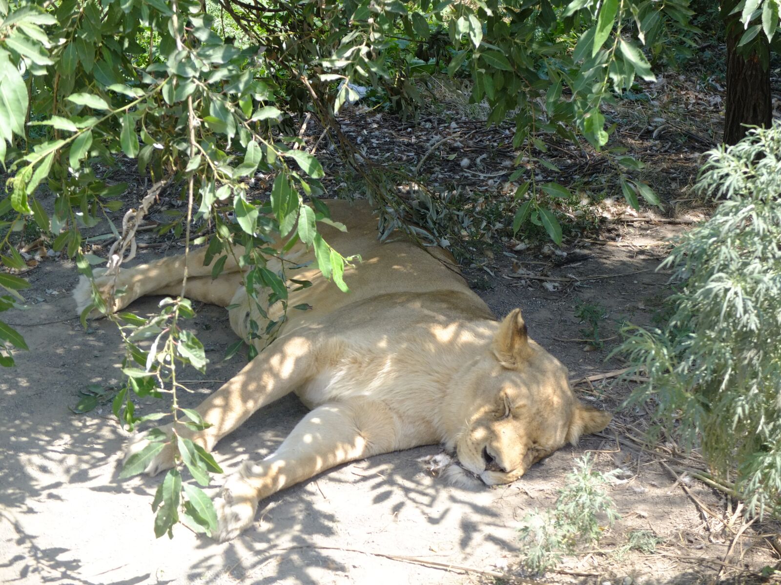 Fujifilm X10 sample photo. Lion, sleeping, zoo photography