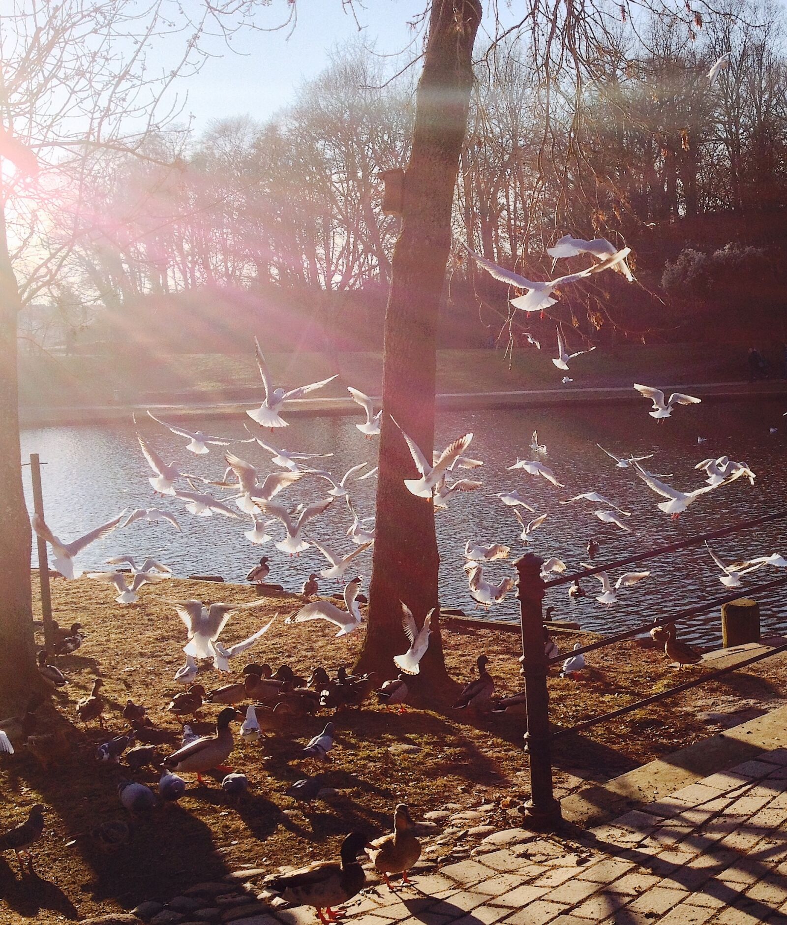 iPhone 4S back camera 4.28mm f/2.4 sample photo. Birds, sunny, day, water photography