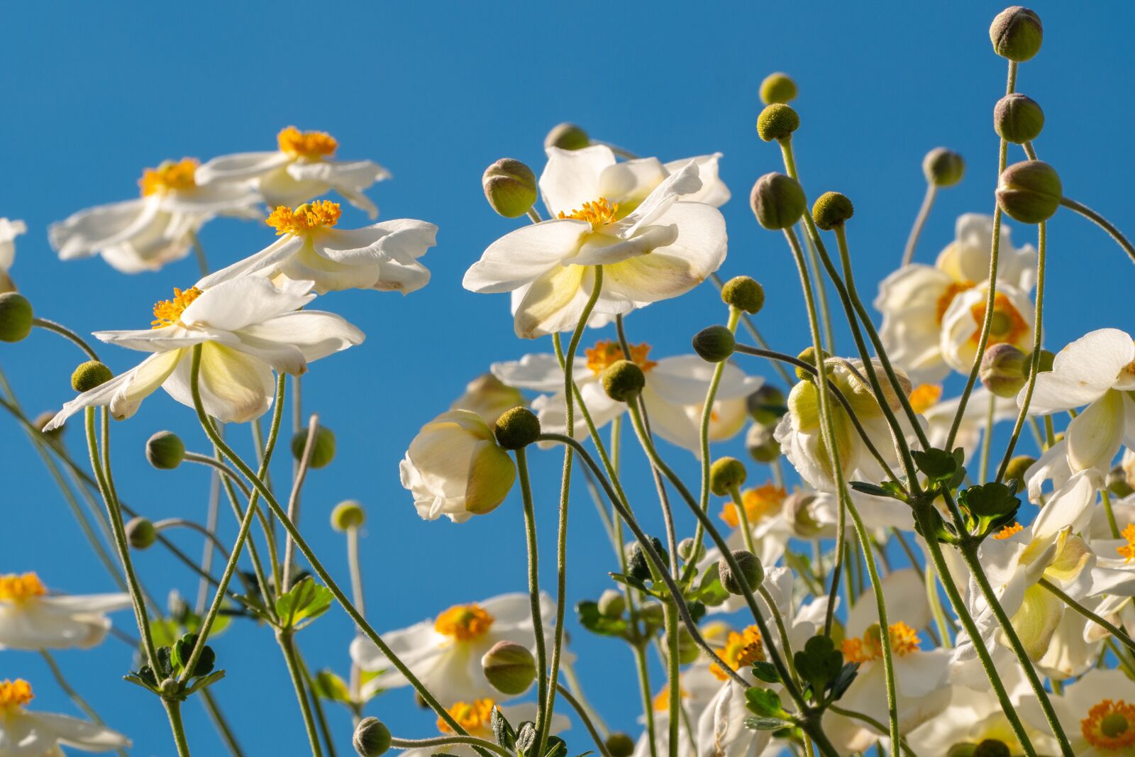 LUMIX G VARIO 100-300/F4.0-5.6II sample photo. Flowers, anemones, petals photography