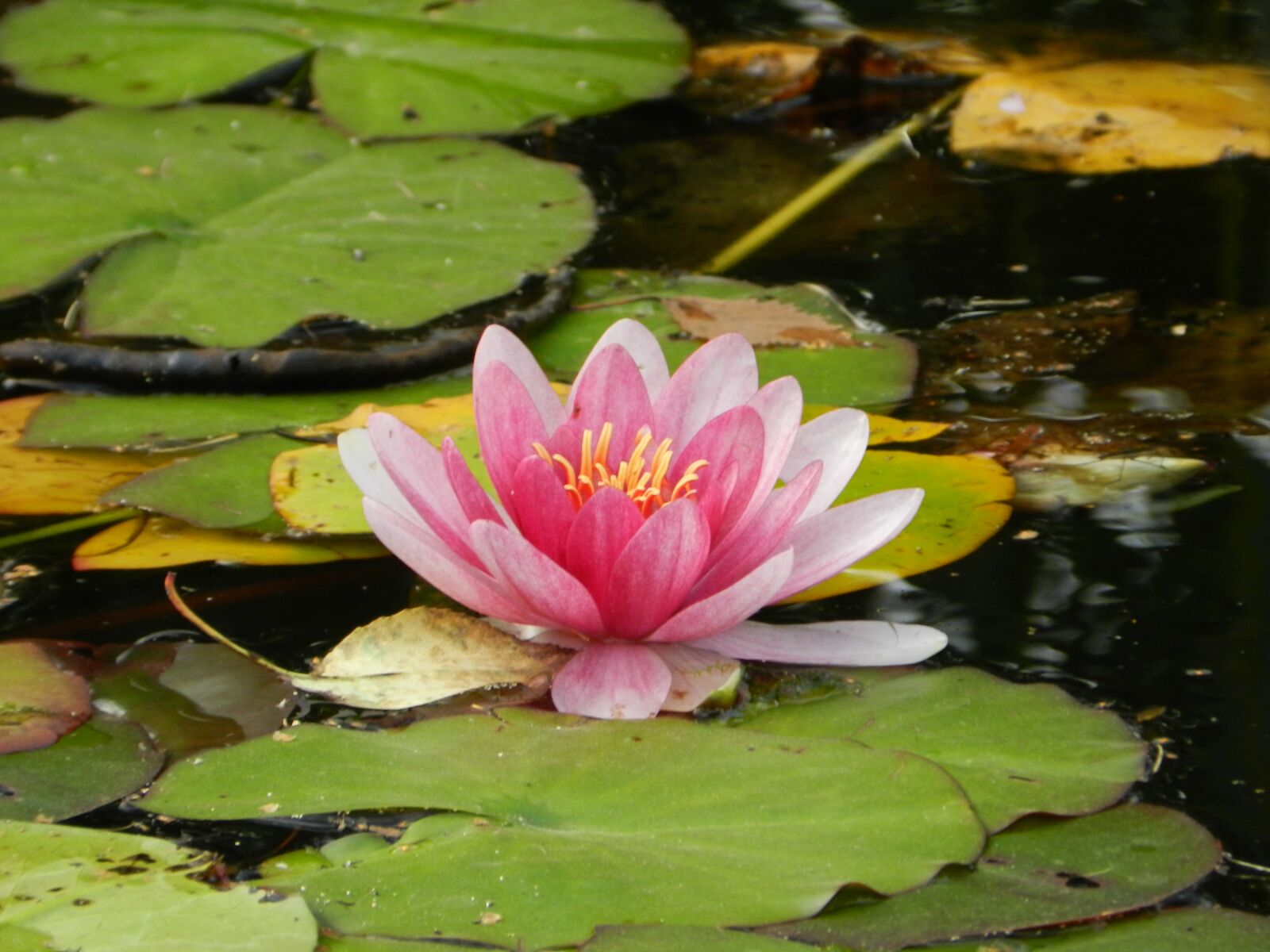 Nikon Coolpix P500 sample photo. Lily, water lily, flower photography