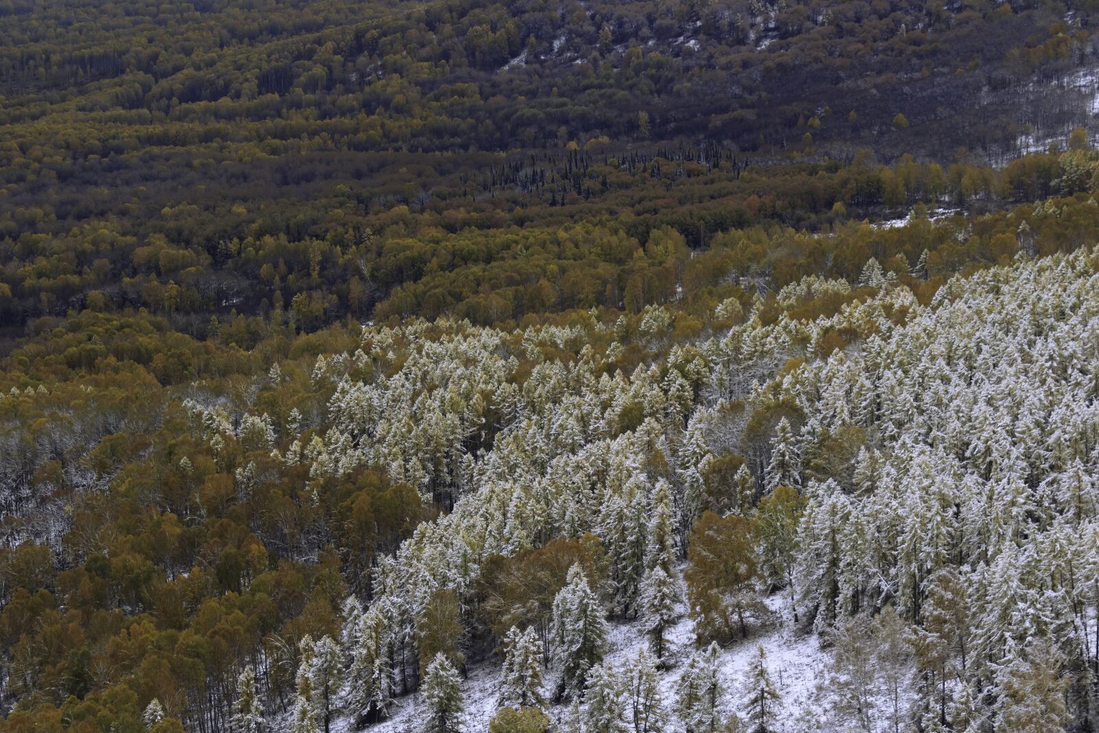 Canon EOS 600D (Rebel EOS T3i / EOS Kiss X5) sample photo. Pine, efi, birch photography