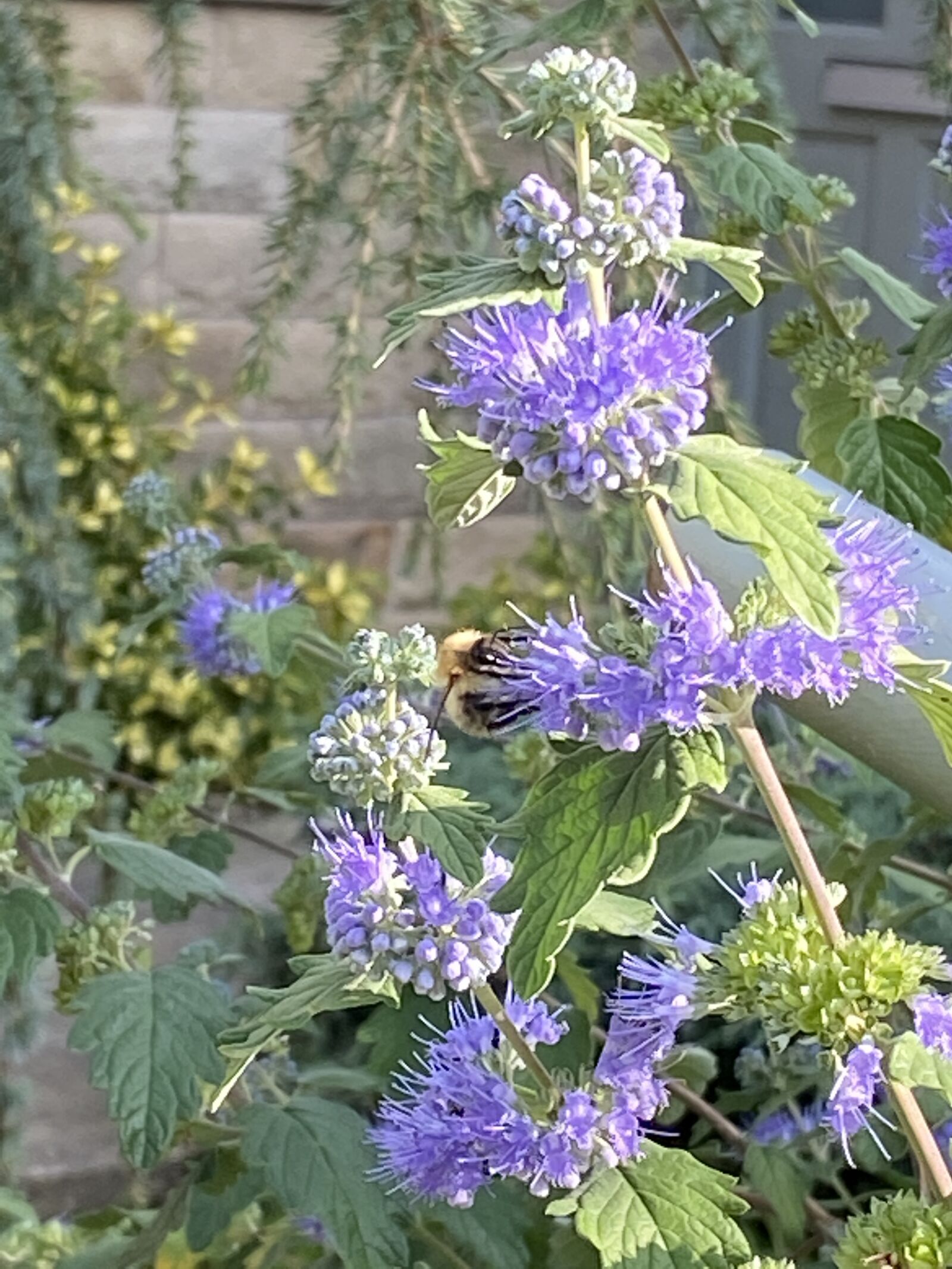Apple iPhone 11 sample photo. Botany, garden, nature photography