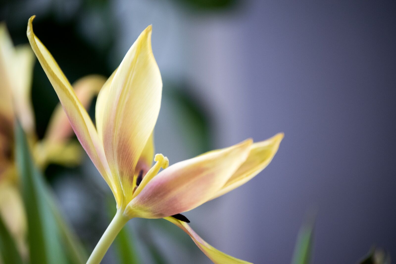 Nikon D3300 sample photo. Tulip, pastel, överblommad photography
