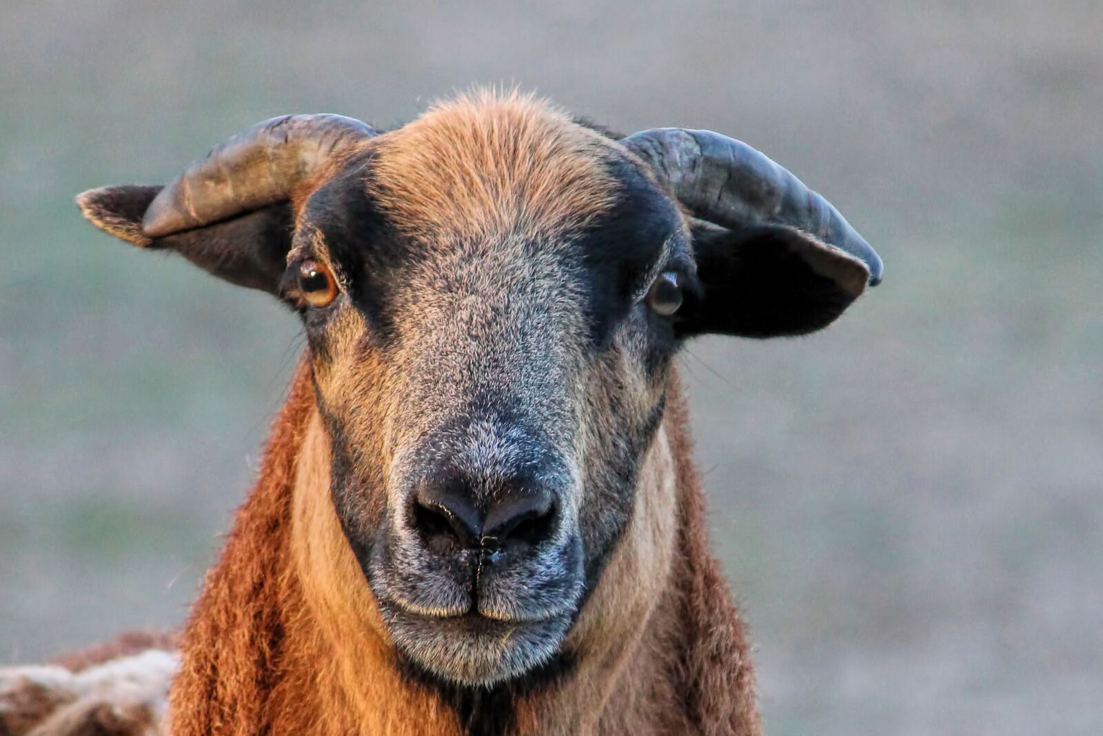 Canon EOS 600D (Rebel EOS T3i / EOS Kiss X5) sample photo. Sheep, cameroon sheep, bock photography