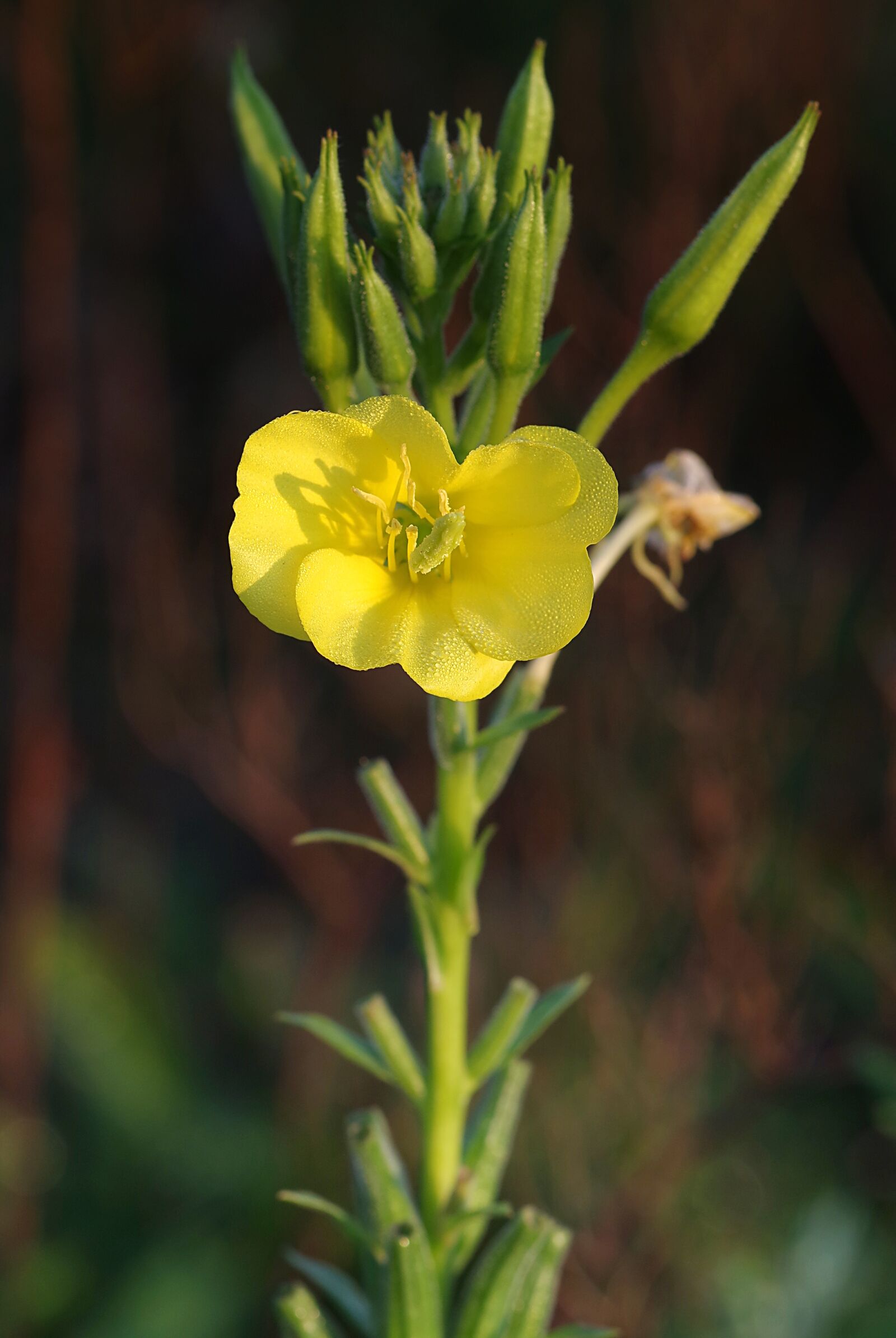 Pentax K-S2 sample photo. Primroses, vulgaris, flower photography