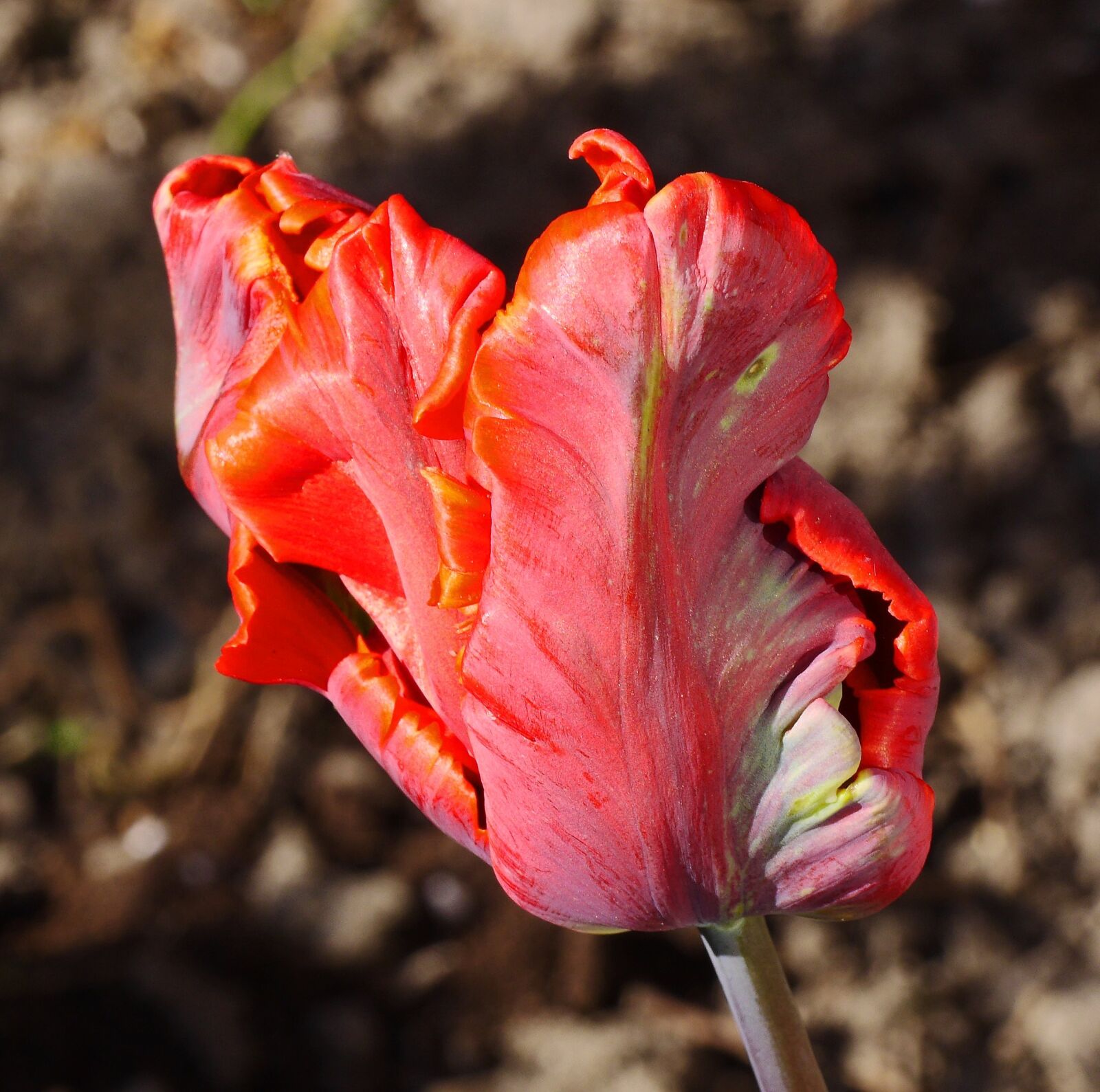 Panasonic Lumix DMC-GH3 sample photo. Tulip, tulpenbluete, breeding photography