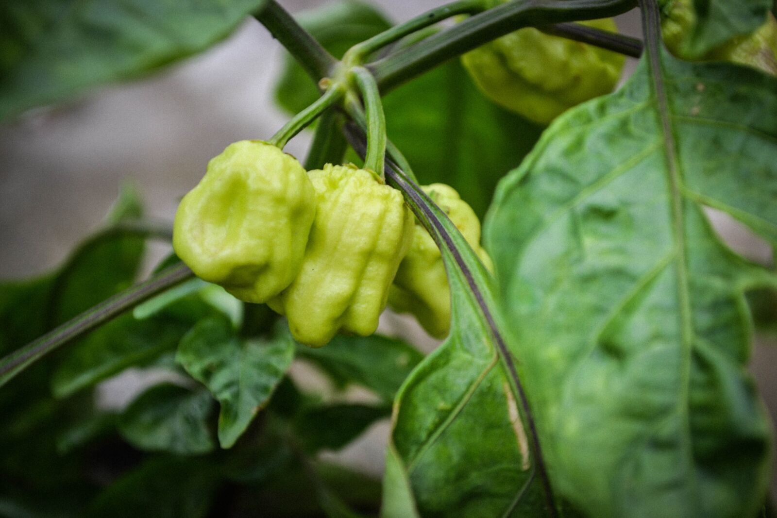 Nikon D3100 sample photo. Plants, garden, gardening photography