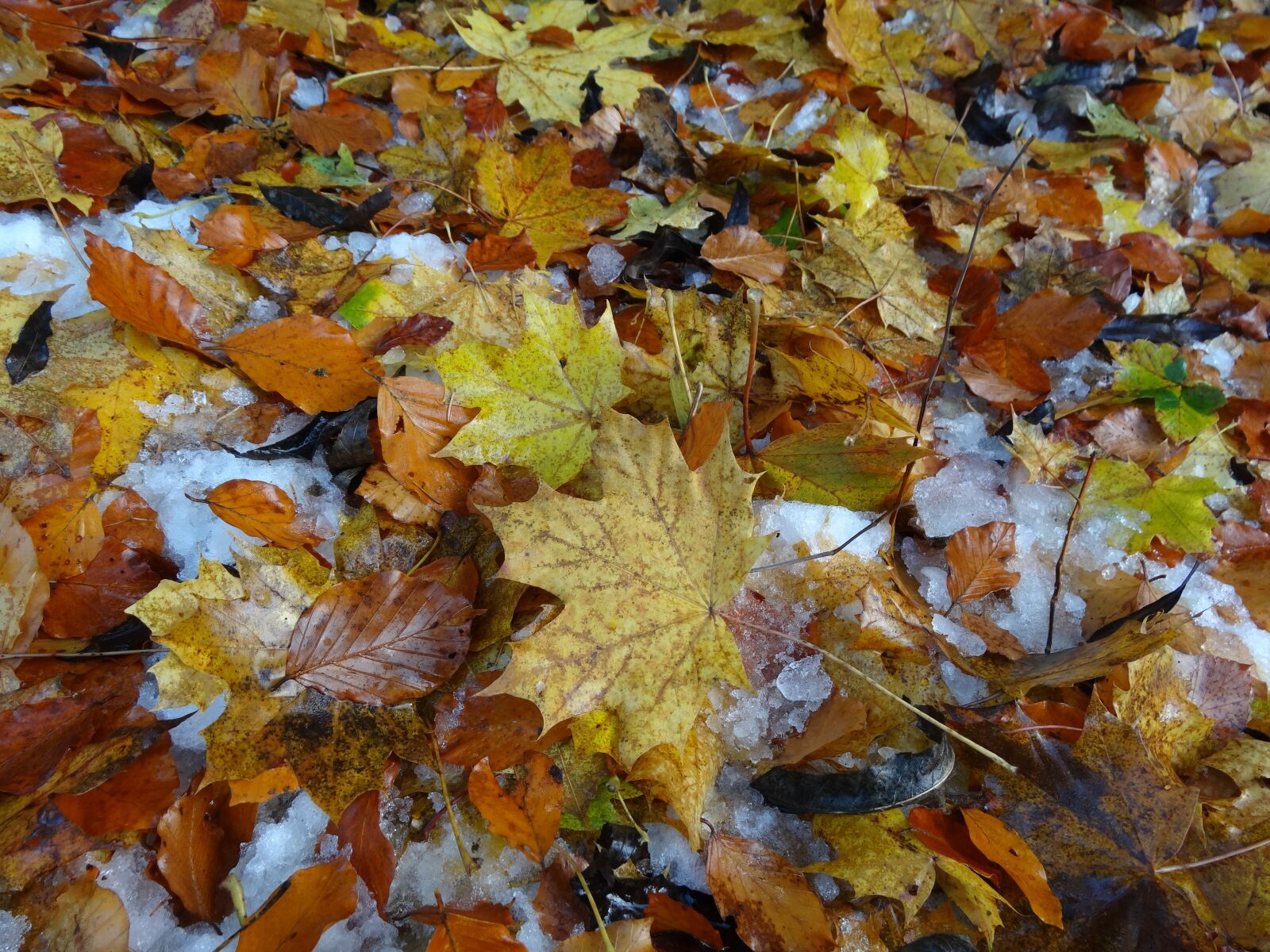 Sony Cyber-shot DSC-HX20V sample photo. Leaves, fall foliage, leaf photography