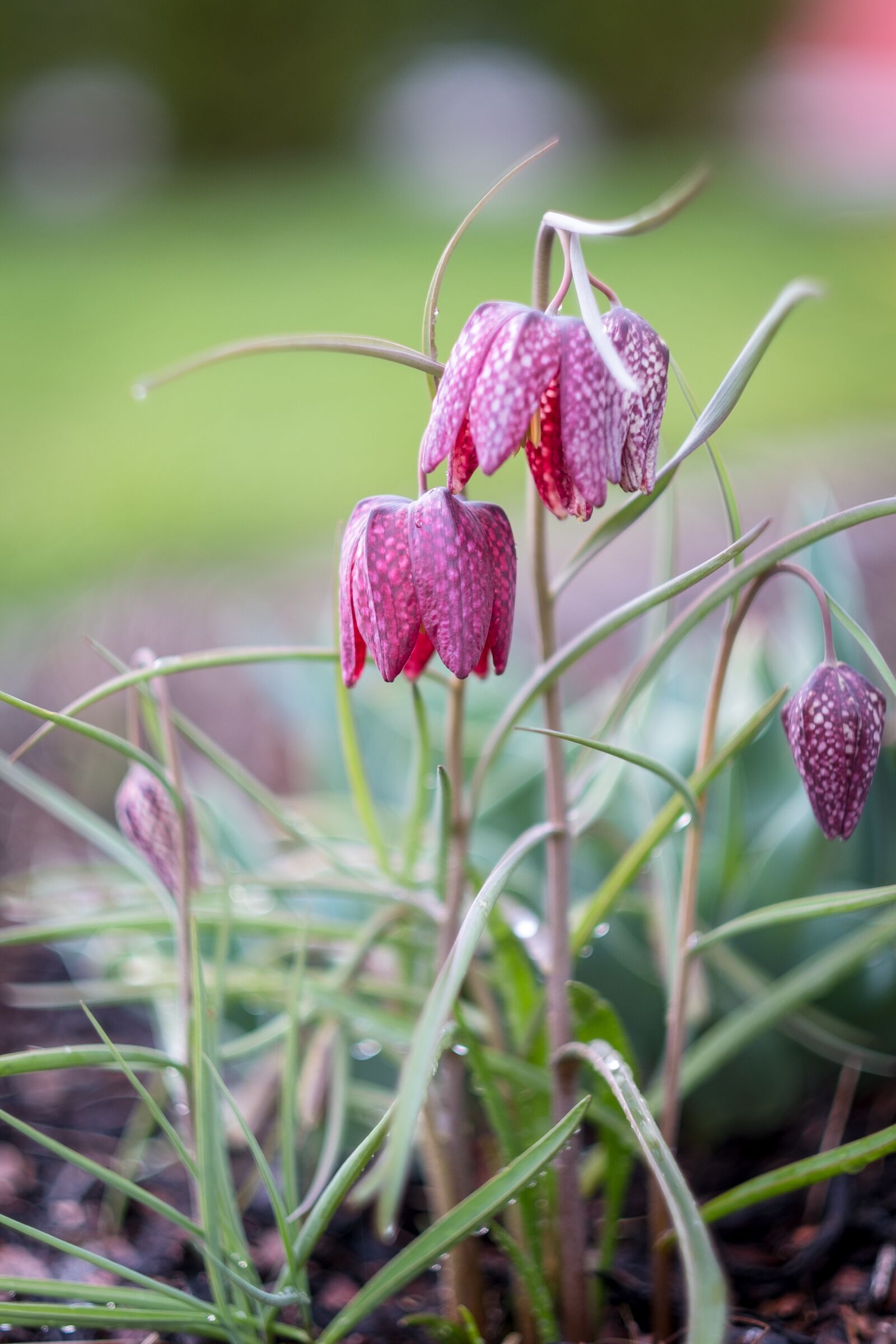 Fujifilm X-T2 + Fujifilm XF 56mm F1.2 R sample photo. Nature, plant, flower photography
