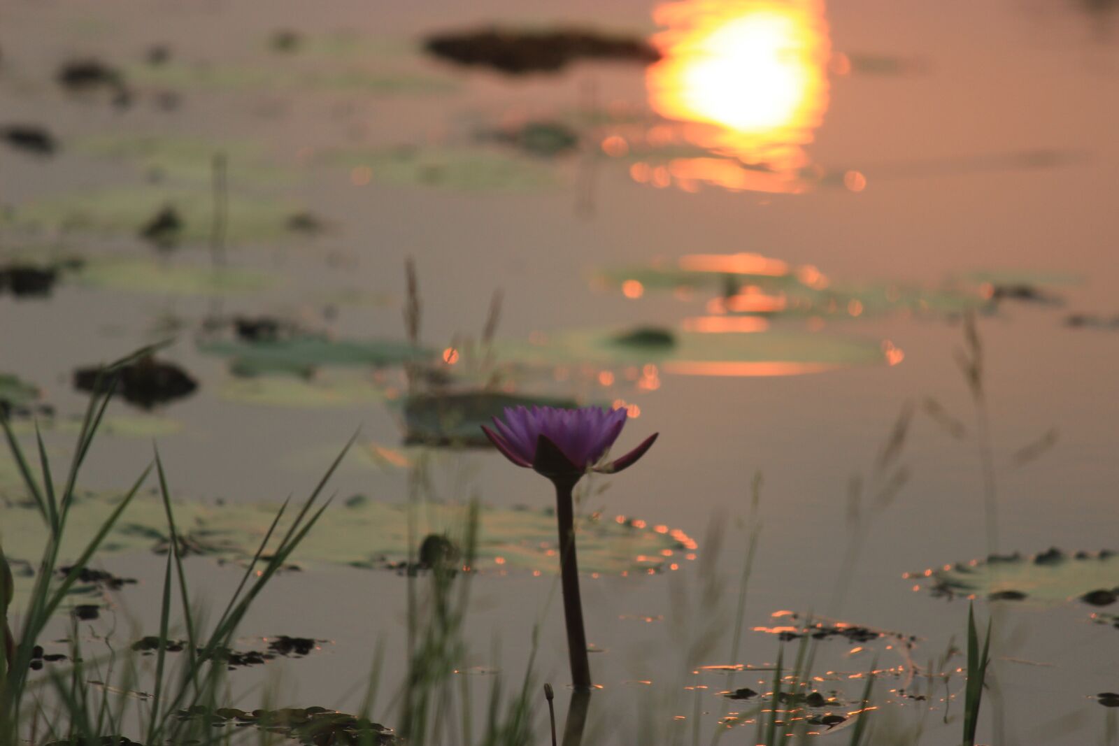 Canon EOS 600D (Rebel EOS T3i / EOS Kiss X5) sample photo. Sunset, dawn, nature photography