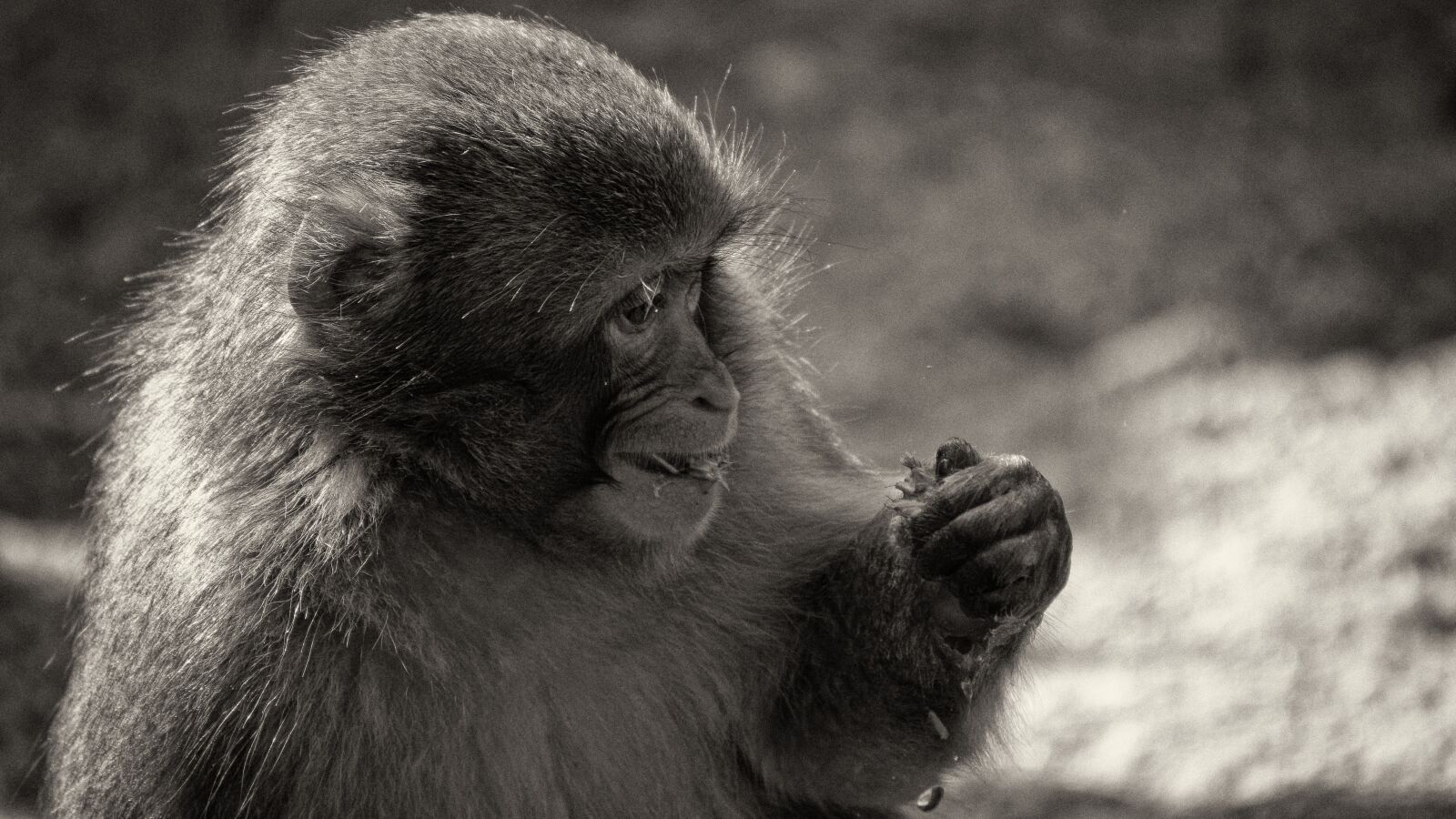 Nikon D7100 sample photo. Monkey, black white, primate photography