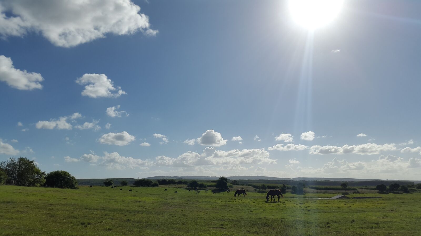 Samsung Galaxy S5 sample photo. Nature, field, horses photography