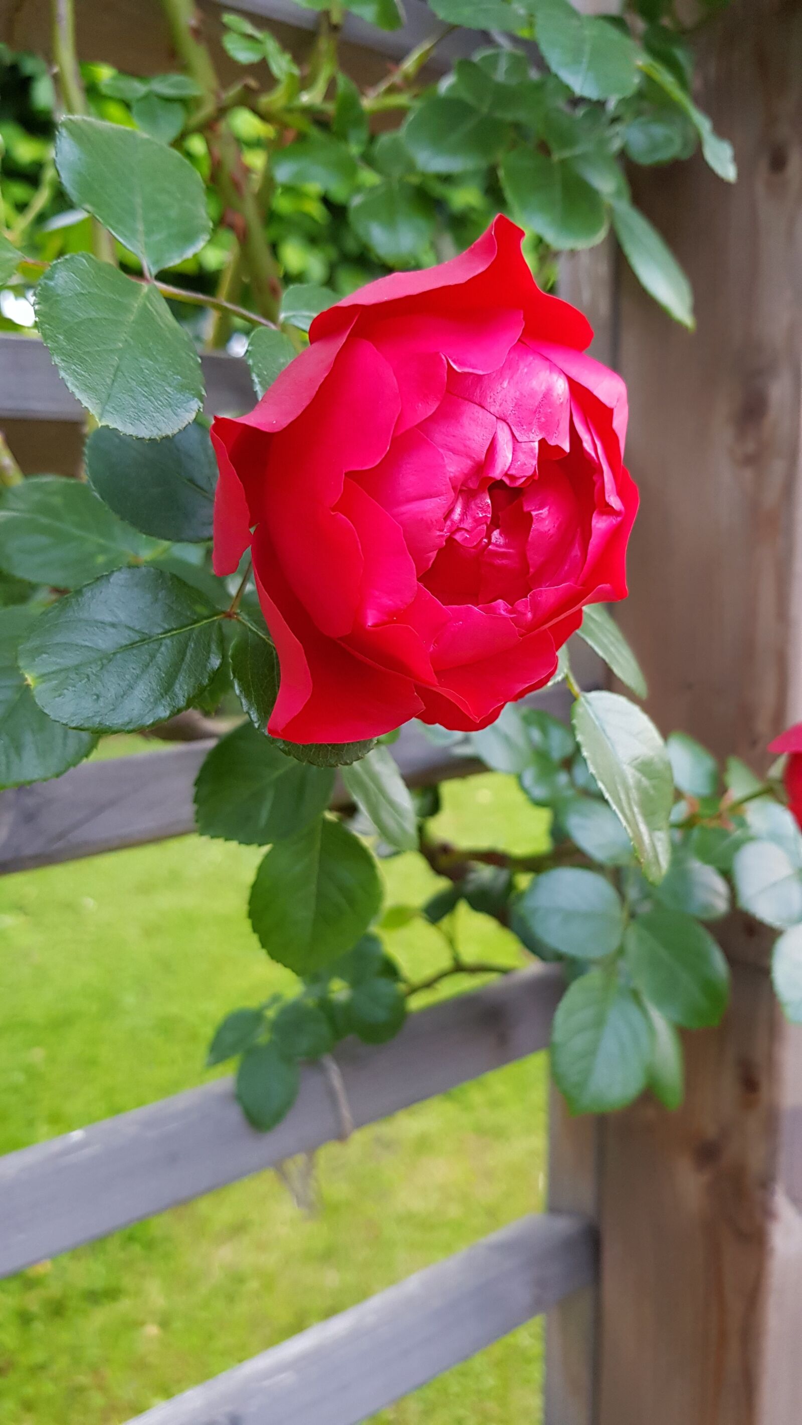 Samsung Galaxy S8+ sample photo. Flower, rose, nature photography