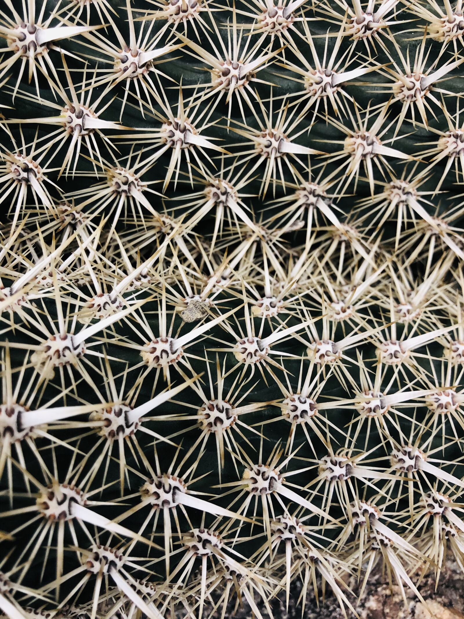 Apple iPhone 8 sample photo. Prickly, cactus, plant photography