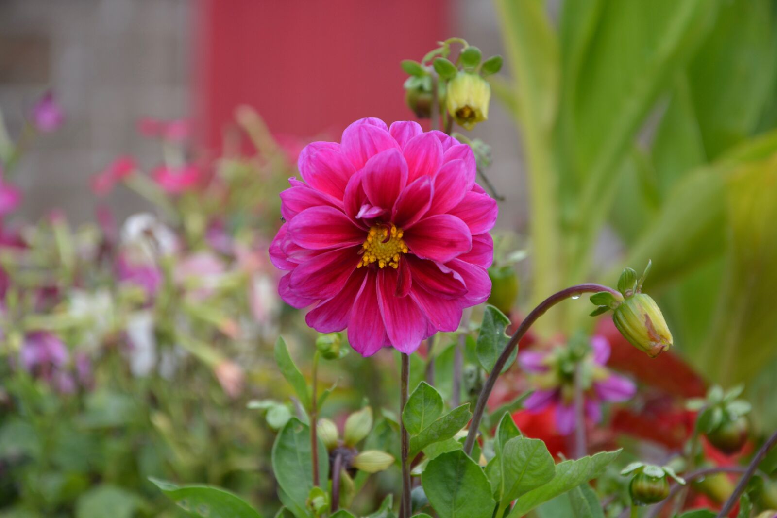 Nikon D5200 sample photo. Flower fuchsia pink, dahlia photography