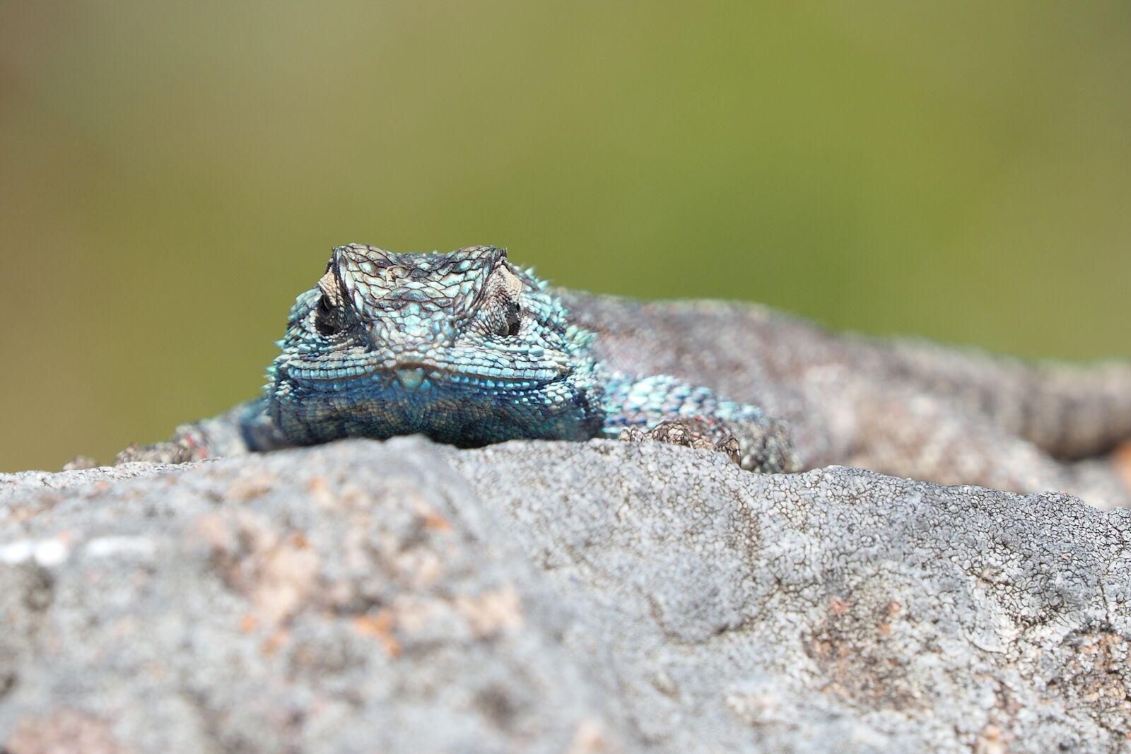 Olympus M.Zuiko Digital ED 40-150mm F2.8 Pro sample photo. Lizard, stone, reptile photography