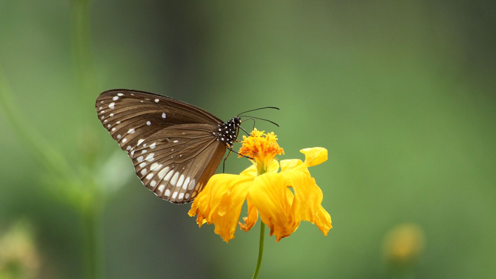 Canon EOS 1300D (EOS Rebel T6 / EOS Kiss X80) sample photo. Kerala, india, euploea core photography