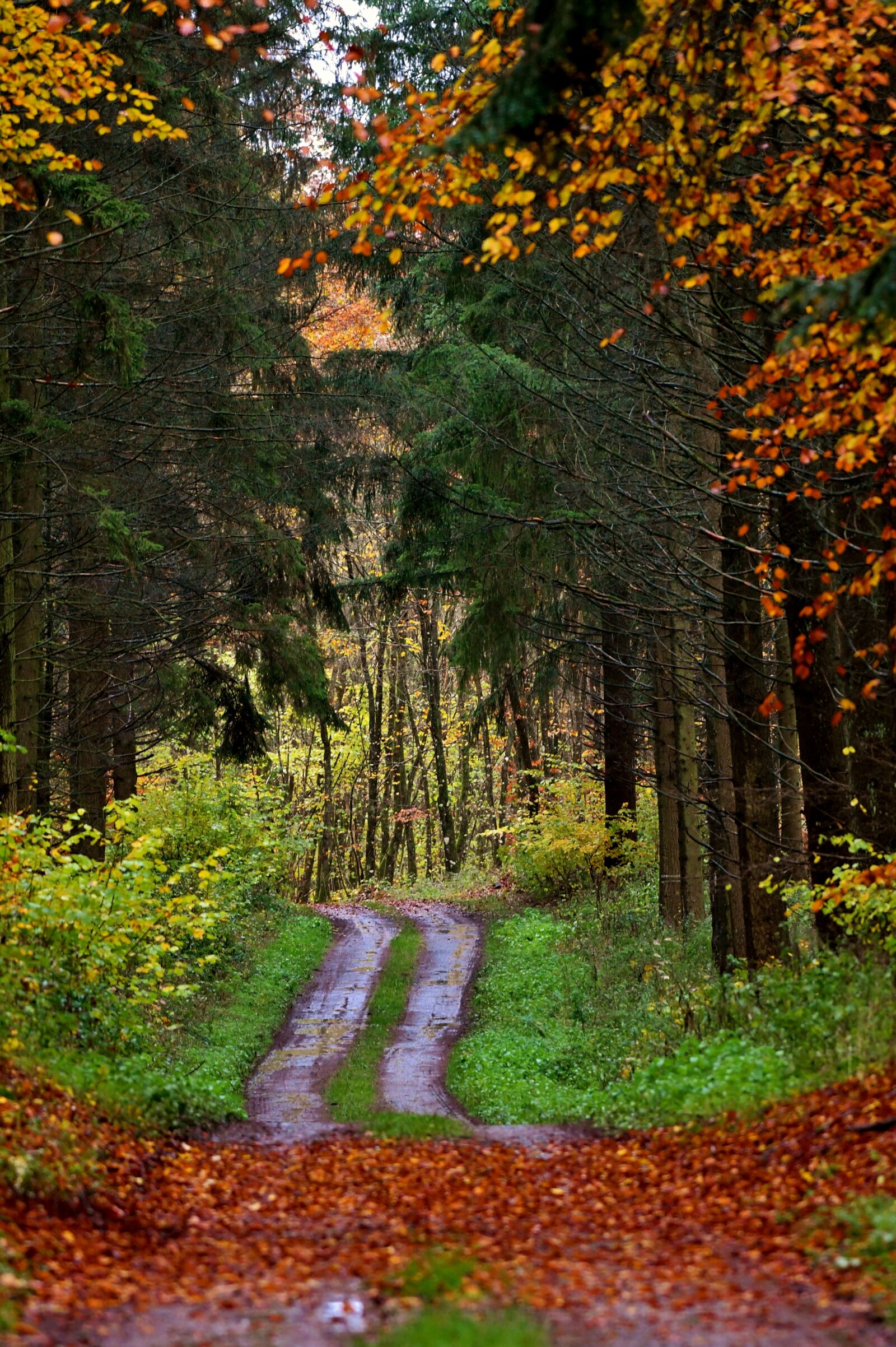 Nikon D500 sample photo. Forest path, autumn, forest photography