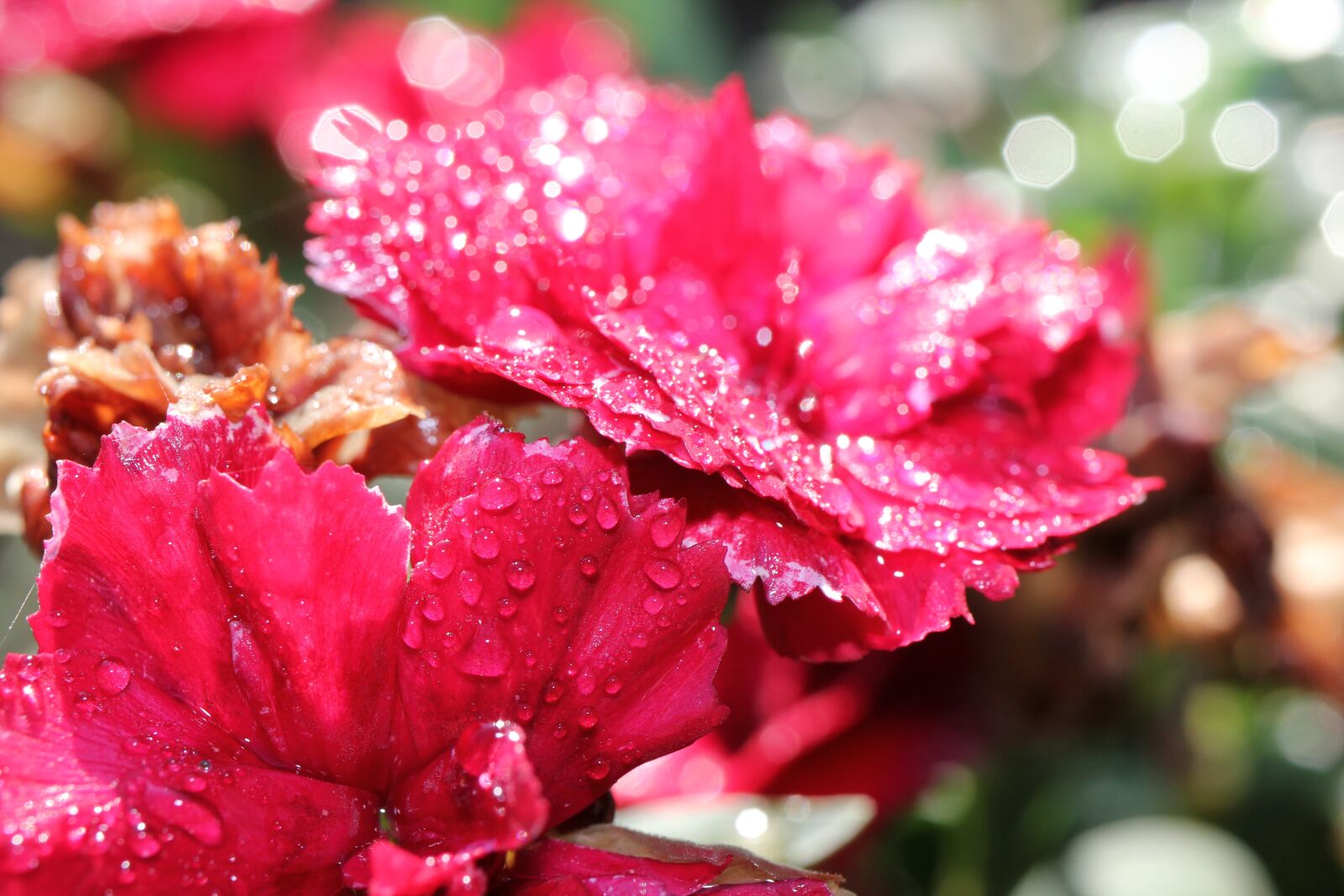 Canon EOS 550D (EOS Rebel T2i / EOS Kiss X4) sample photo. Carnation, red, drop of photography