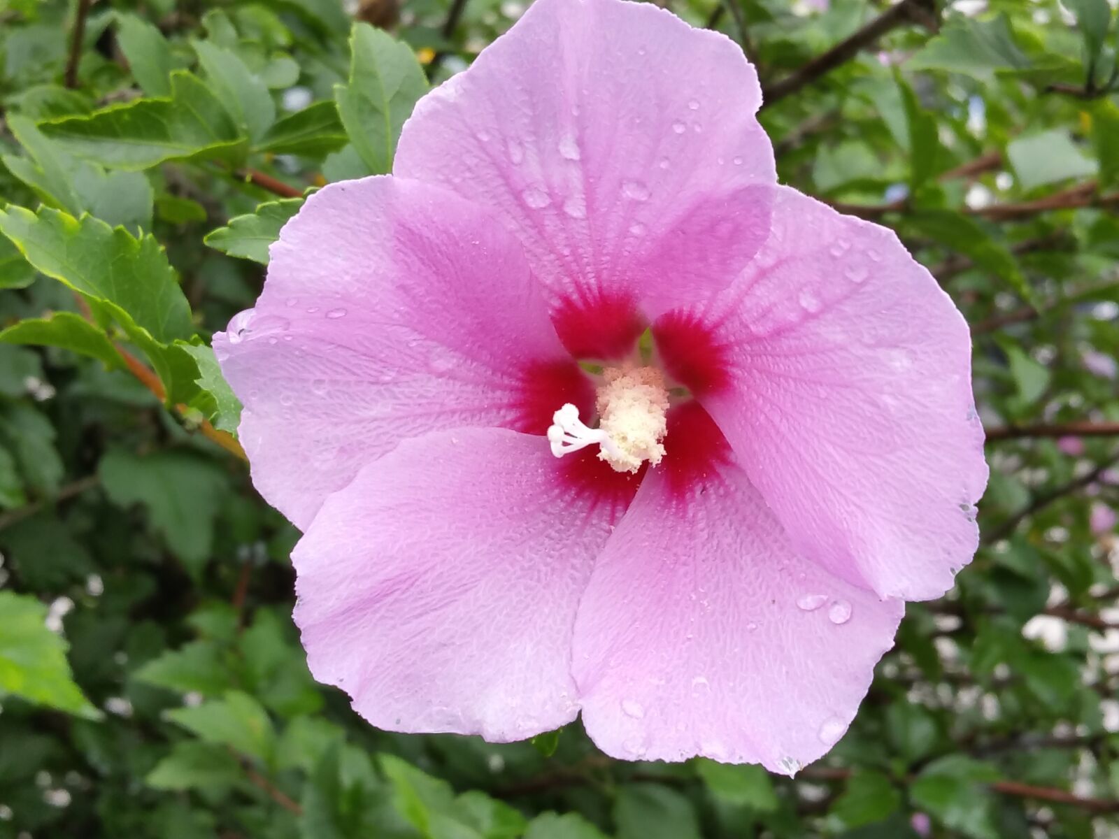 Samsung Galaxy S5 sample photo. Rose of sharon, flowers photography