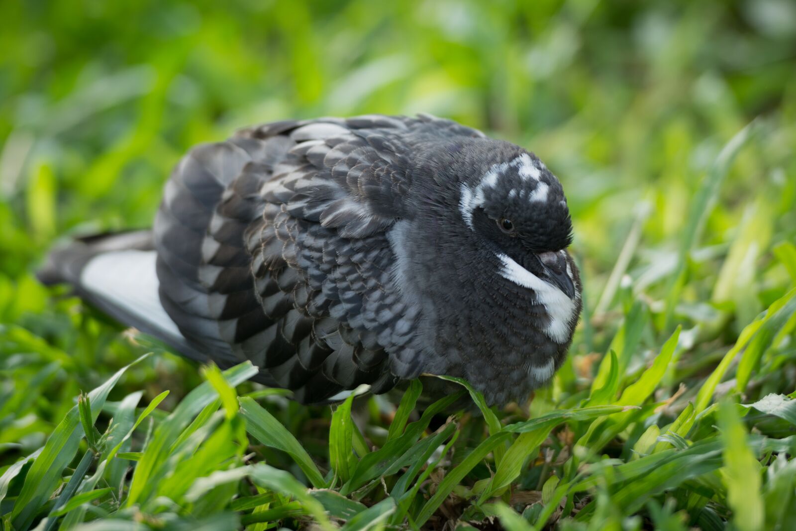 Nikon D7100 sample photo. Dove, bird, garden photography