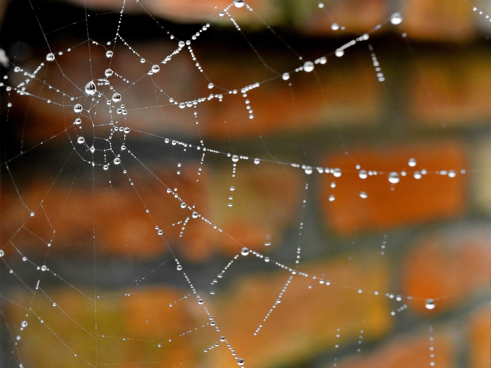 Nikon D5500 sample photo. Cobweb, detail, liquid, moisture photography
