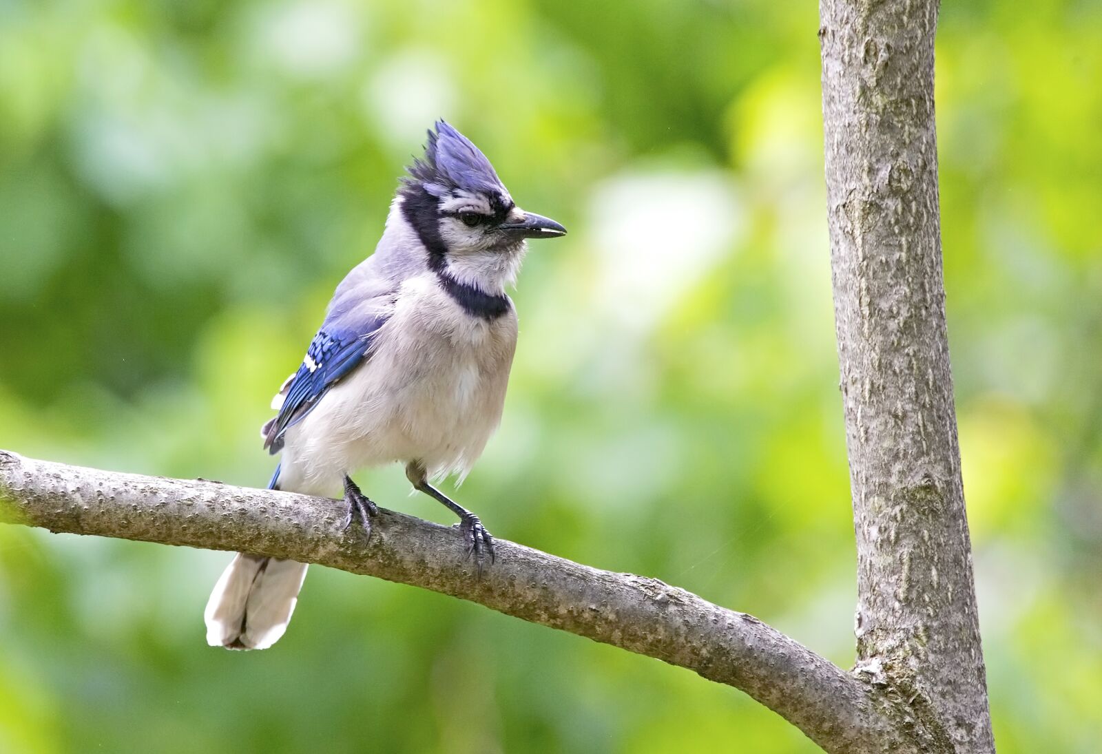 150-600mm F5-6.3 DG OS HSM | Contemporary 015 sample photo. Bird, bluejay, jay photography