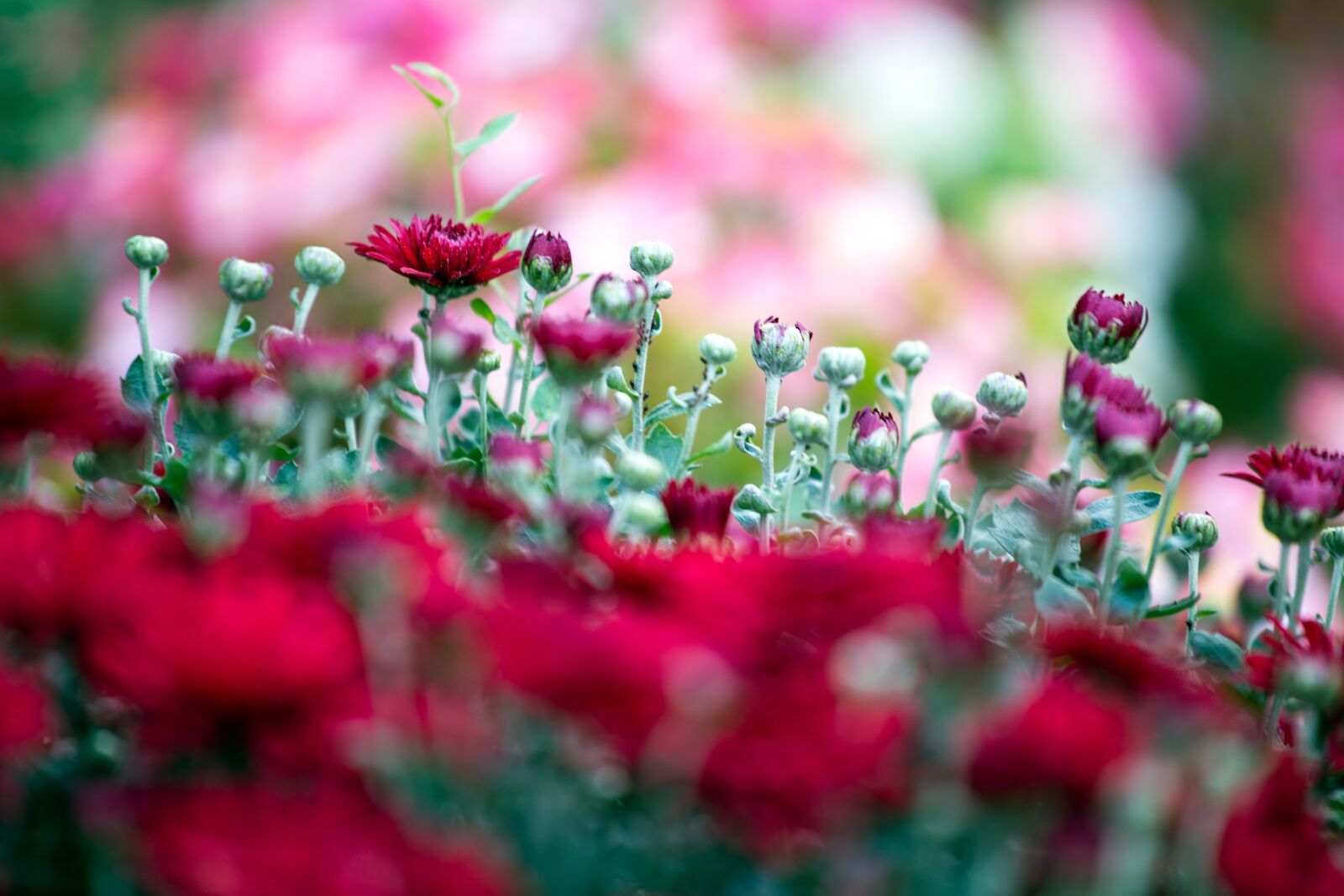 Canon EOS 6D + Canon EF 70-200mm F4L USM sample photo. Red chrysanthemums, flower, red photography