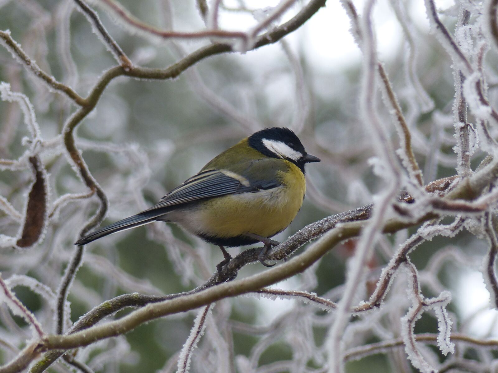 Panasonic Lumix DMC-FZ200 sample photo. Great tit, bird, nature photography
