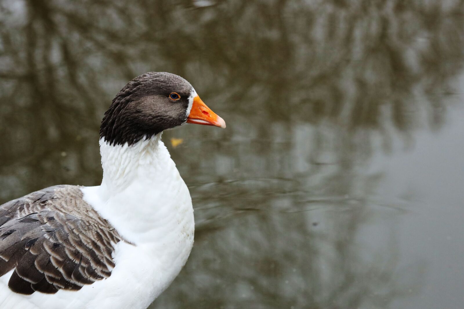 Canon EOS R + Canon EF 135mm F2L USM sample photo. Geese, bird, animal photography