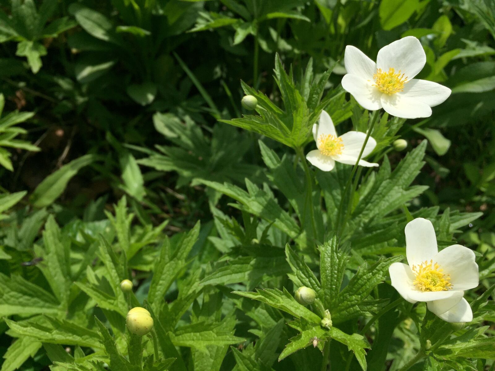 Apple iPhone 6 sample photo. White flower, blooms, beautiful photography