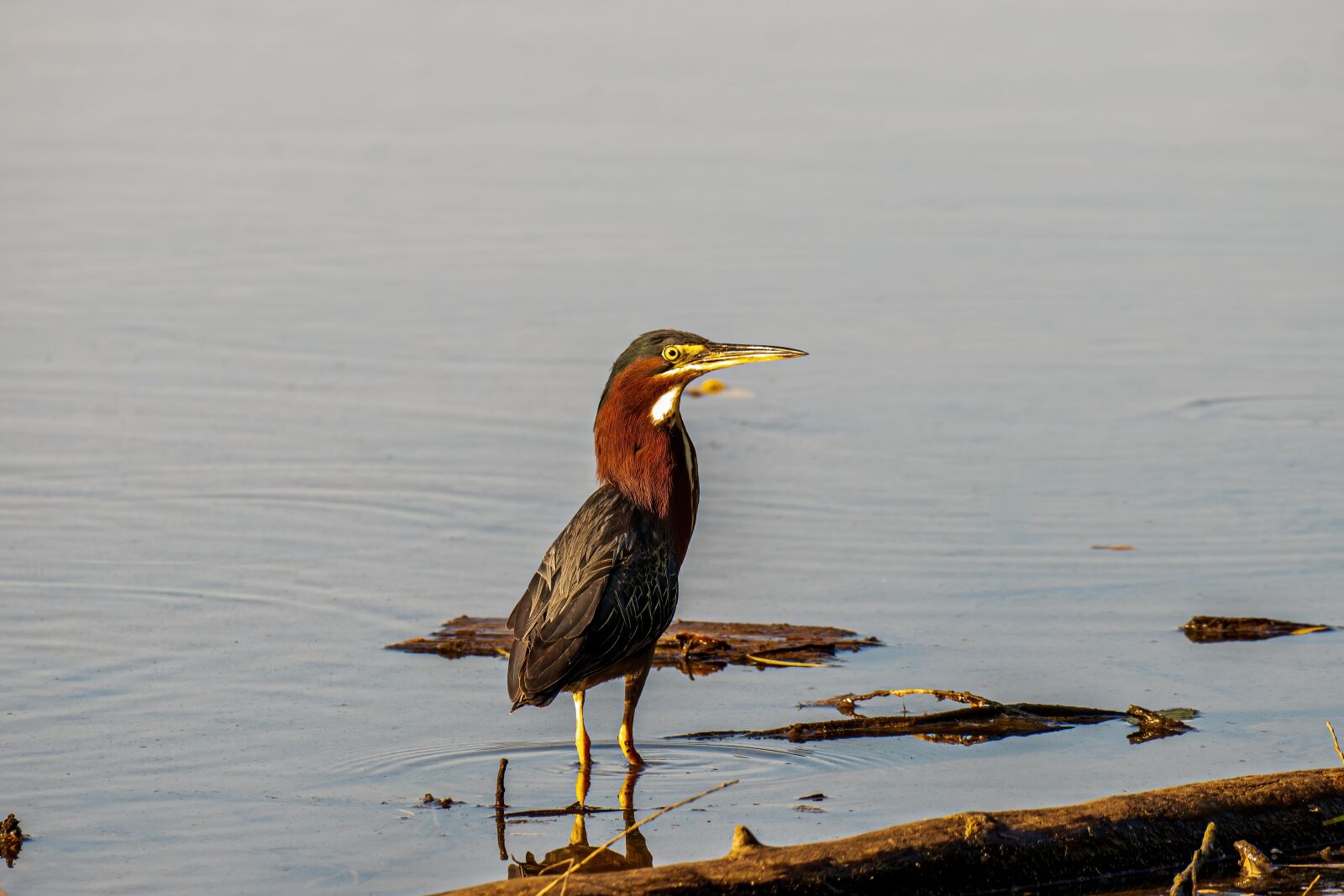 Sony E 70-350mm F4.5-6.3 G OSS sample photo. Bird, wildlife, animal photography
