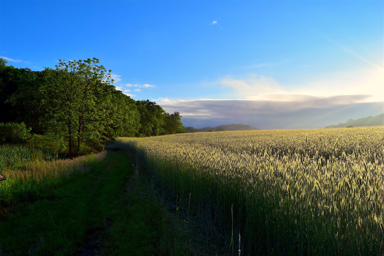 Nikon D3300 sample photo. Sunlight, sunrise, field photography