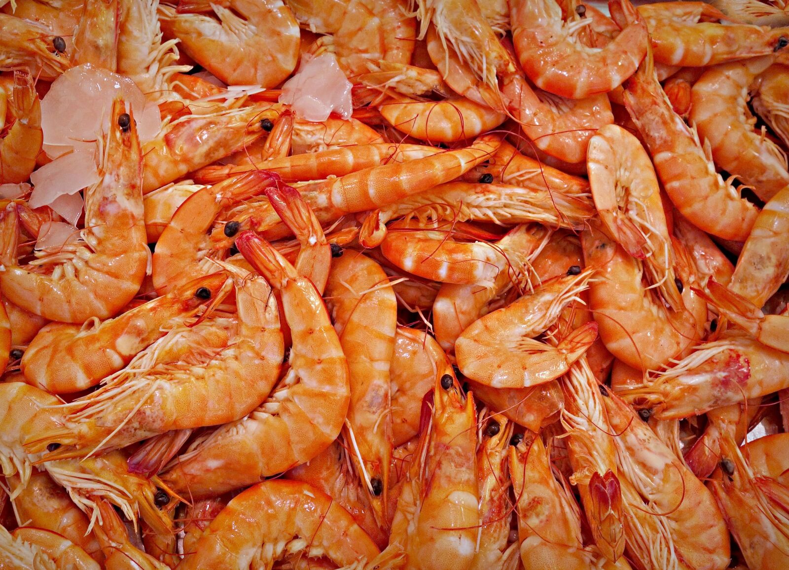 Sony Cyber-shot DSC-RX100 sample photo. Shrimp, prawn, animal photography