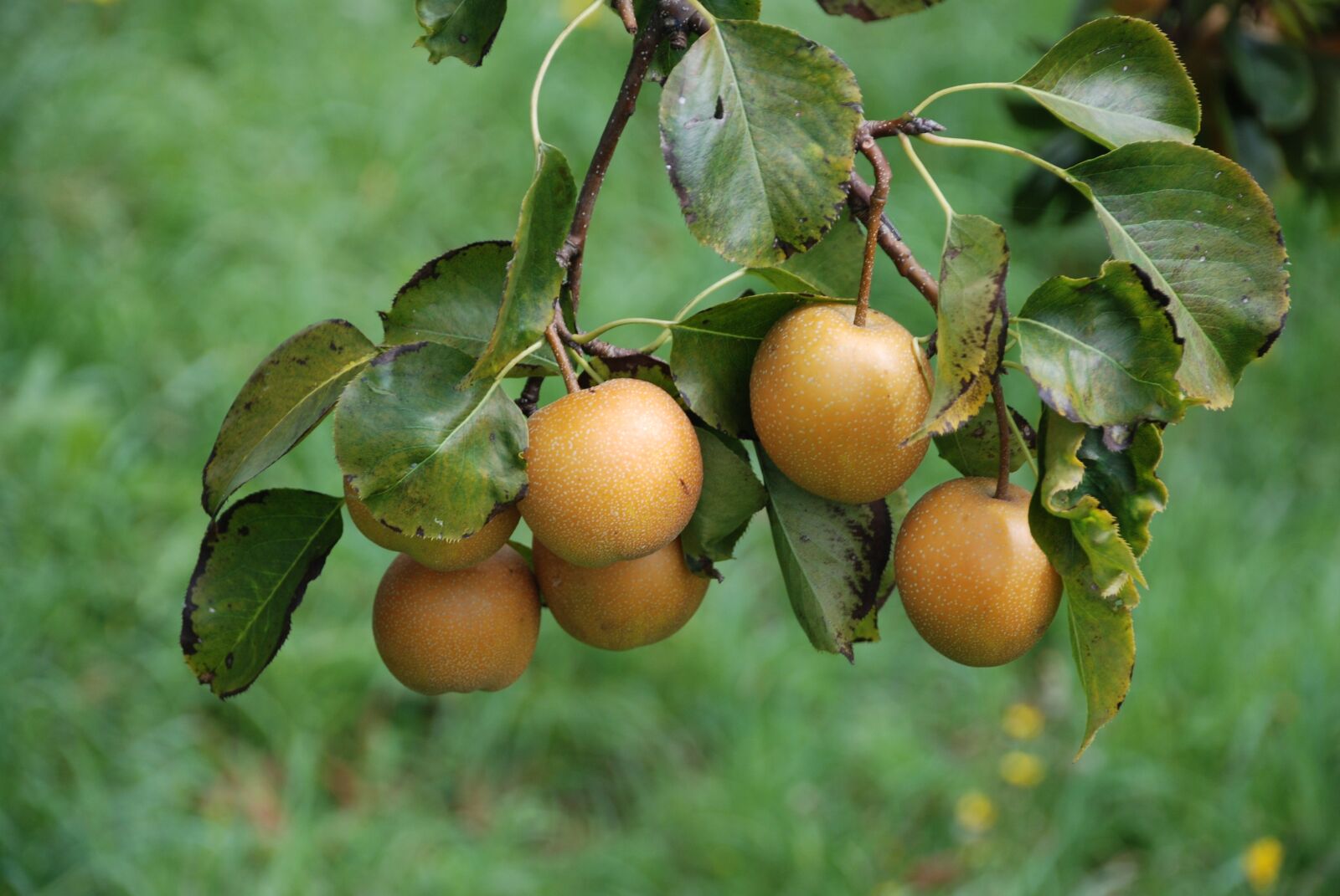 Nikon D80 sample photo. Manzano, apple, apple trees photography