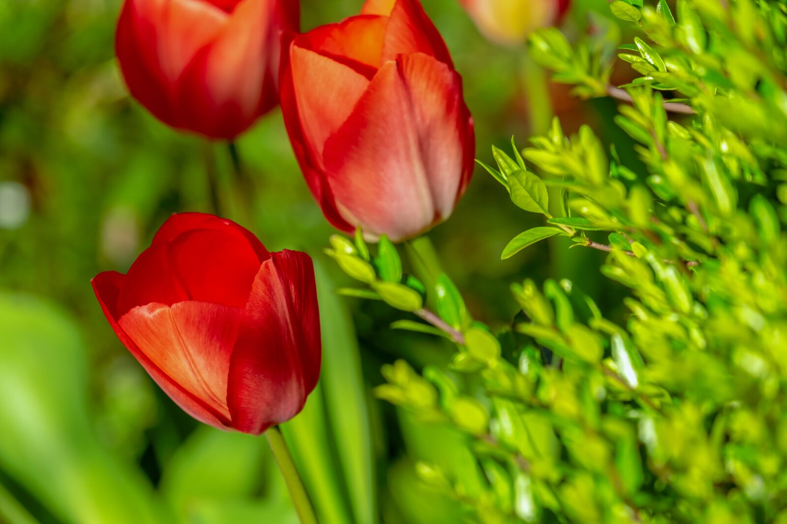 Fujifilm XF 55-200mm F3.5-4.8 R LM OIS sample photo. Tulips, red, red tulips photography