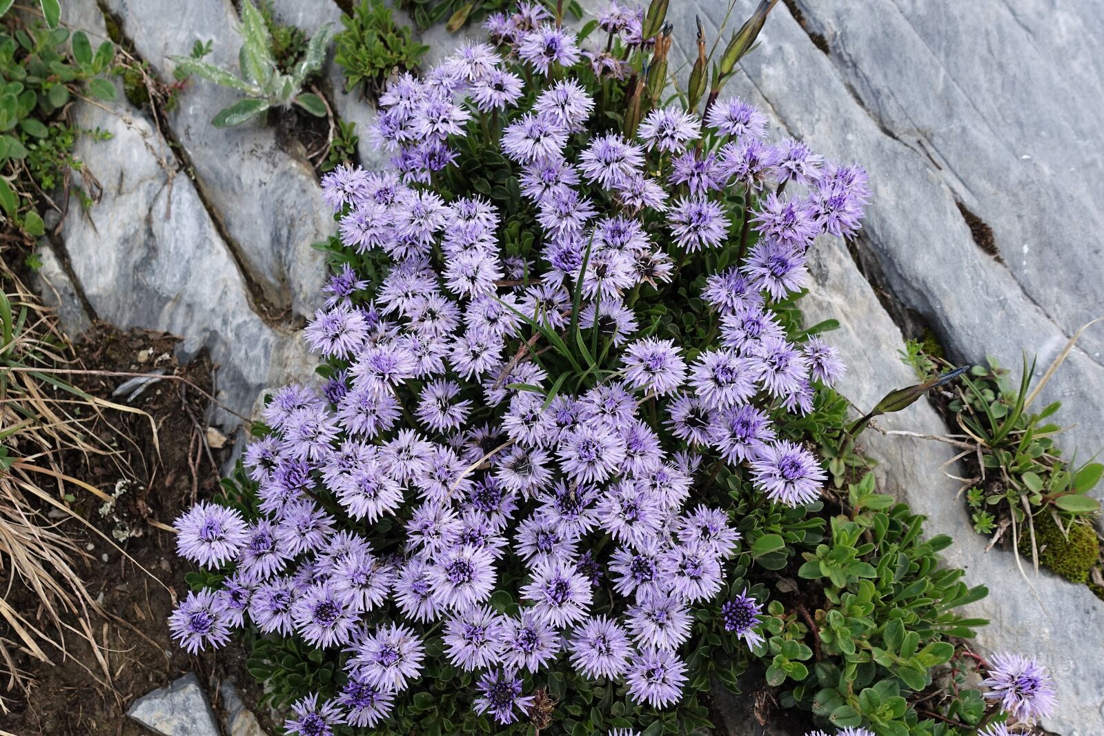 Sony Cyber-shot DSC-RX100 IV sample photo. Flowers, nature, spring photography