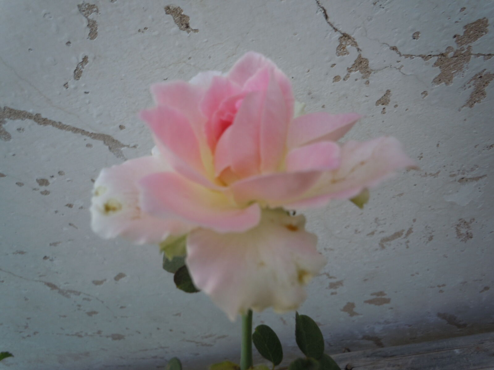 Nikon Coolpix S6000 sample photo. Pink, roses photography