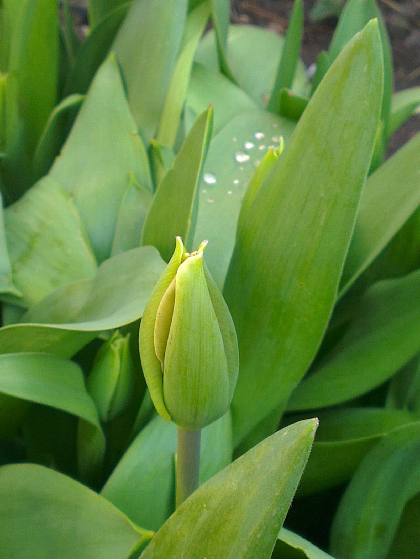 HTC ONE X sample photo. Tulip, flower, green photography