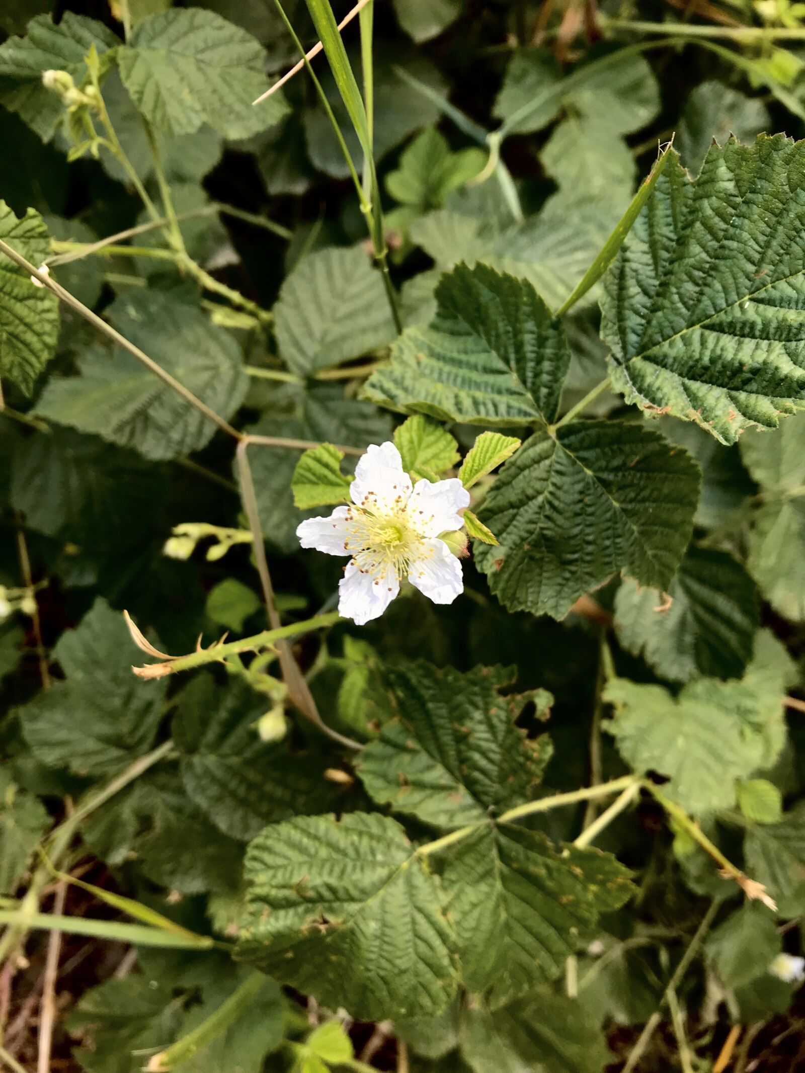 Apple iPad Pro (12.9-inch) (2nd generation) sample photo. Flowers, prado, white photography
