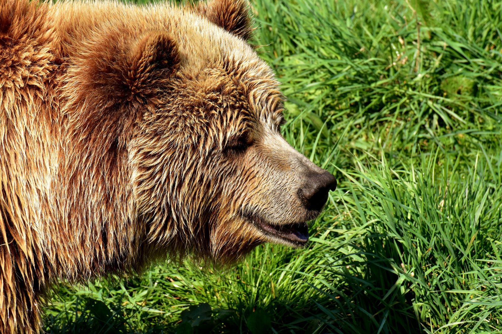 Nikon D7200 sample photo. European brown bear, bright photography